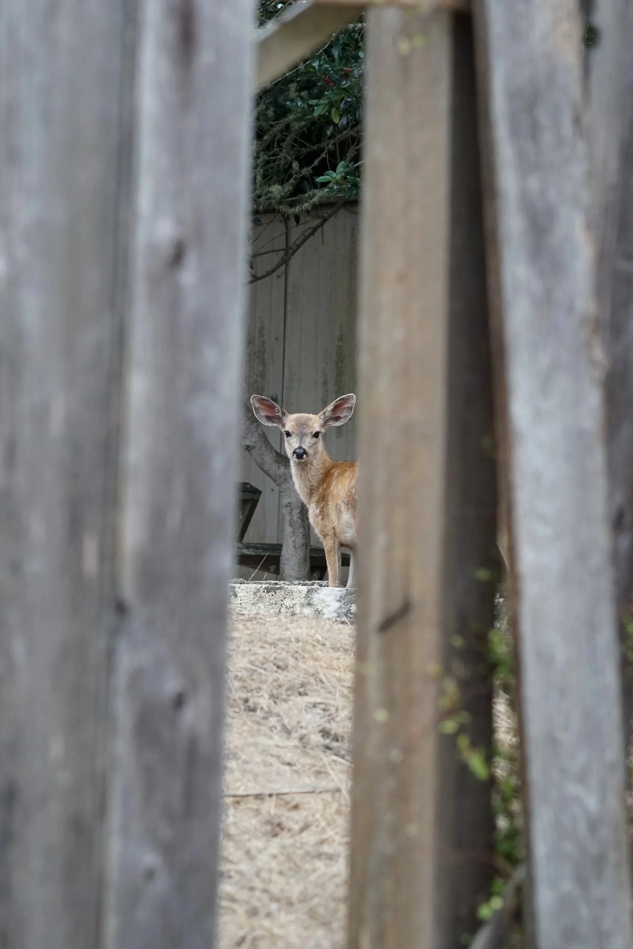 A young deer standing behind a wooden fence, looking through a narrow opening.