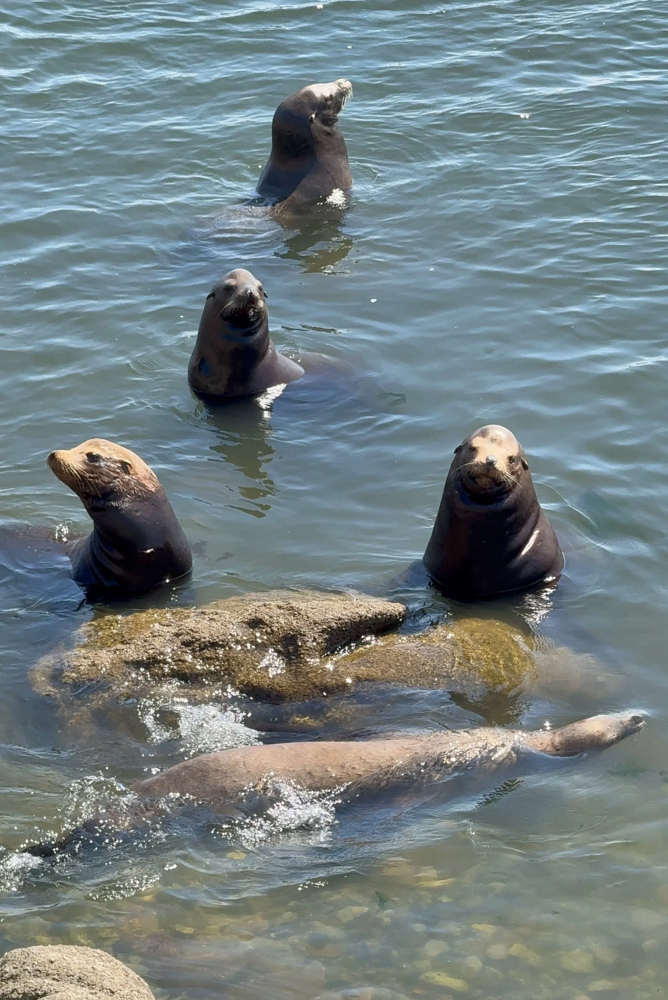 Group of five seals swimming and sitting on rocks in the water, some with heads above water, smiling.