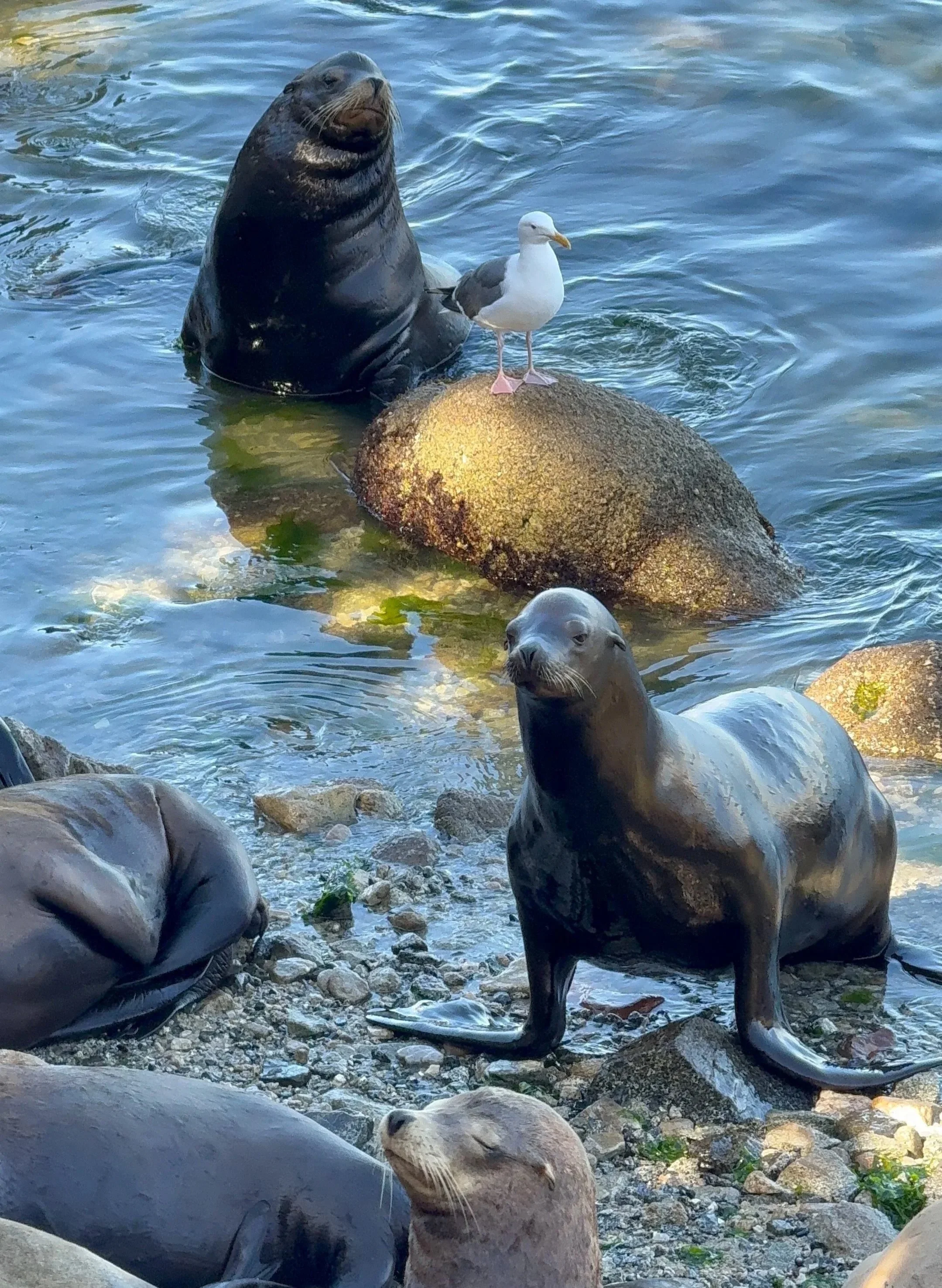 Seals and seagull on rocks by the water.