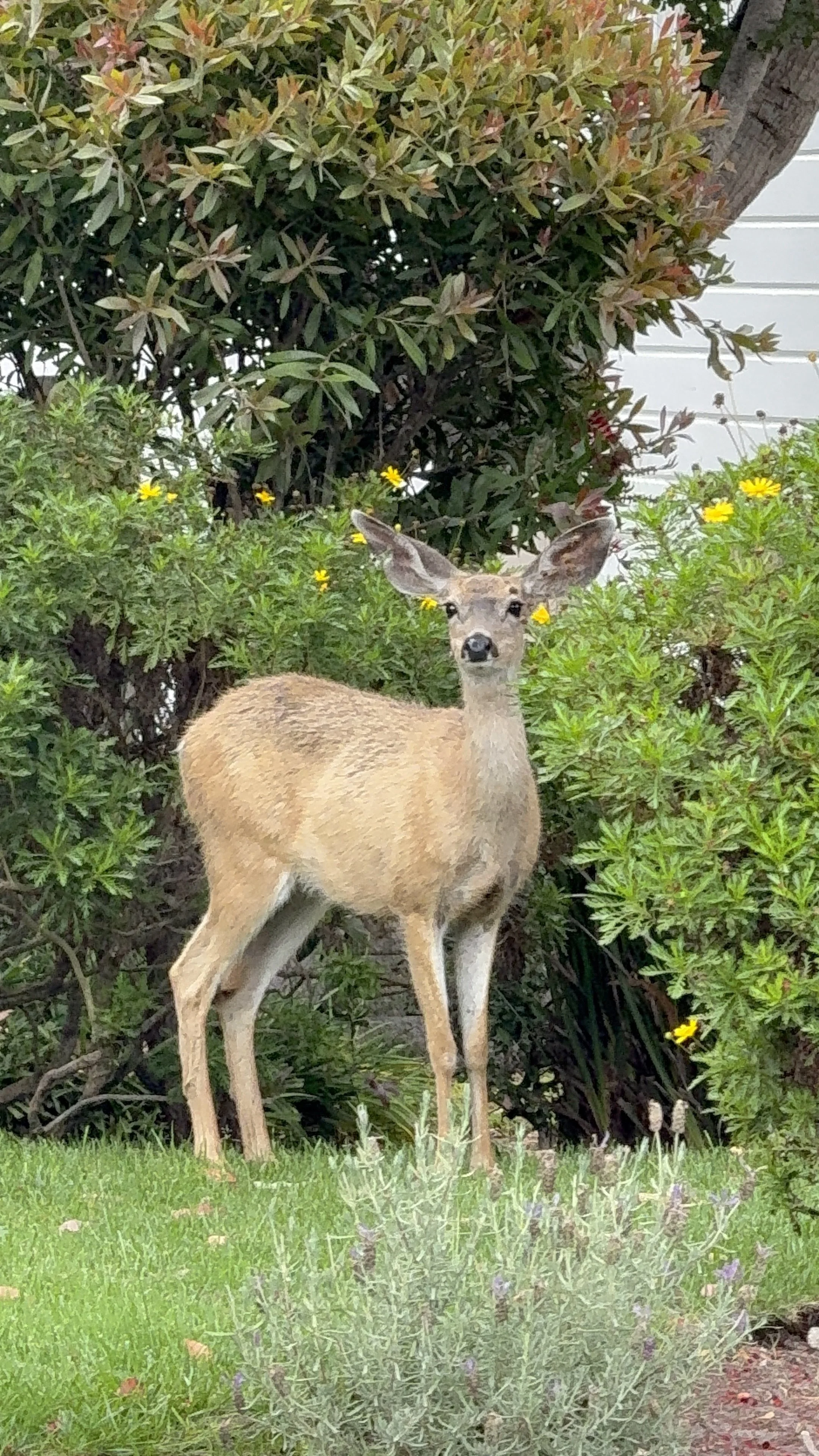 A young deer standing on grass in a garden with green bushes and yellow flowers.