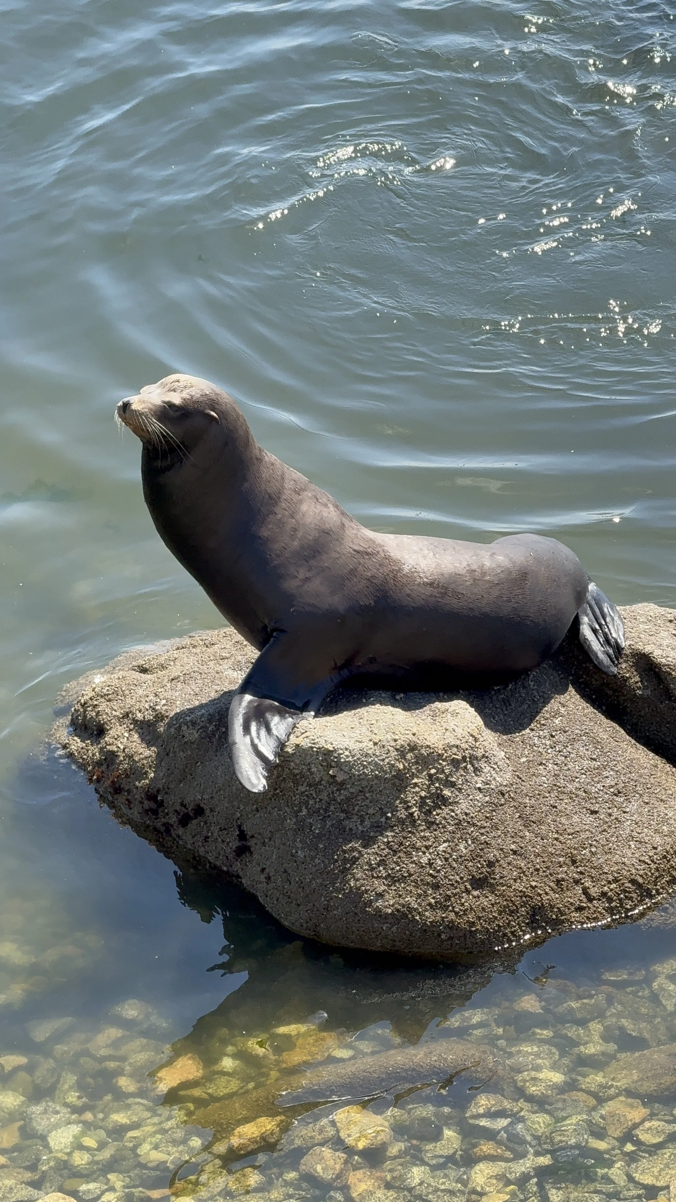 A sea lion resting on a rock near the water's edge.