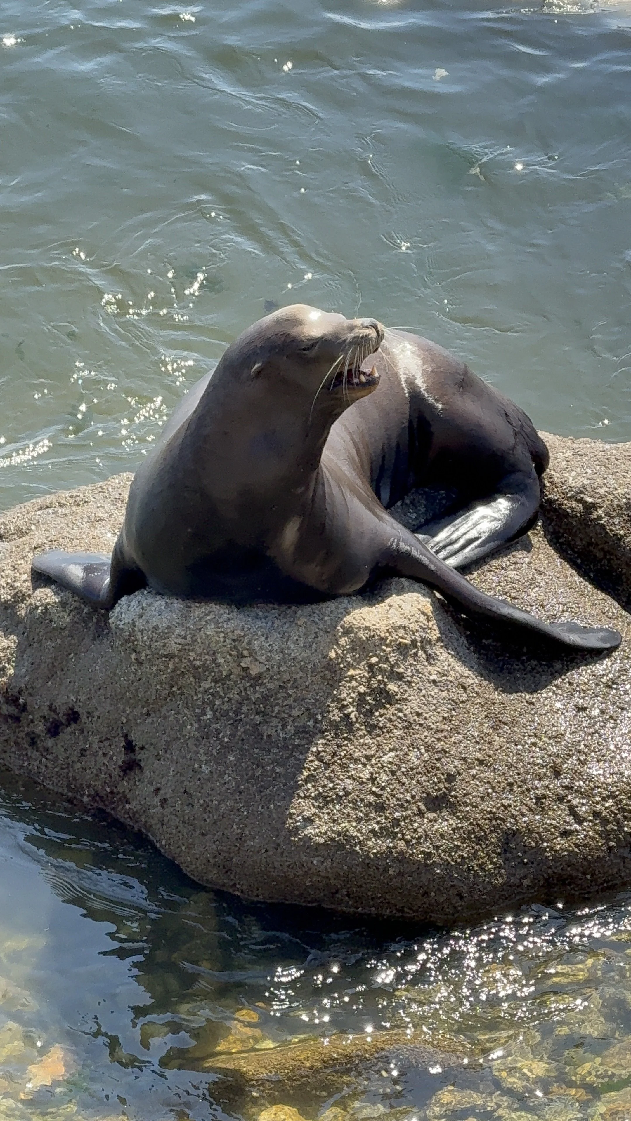 A sea lion resting on a large rock near the water's edge, with its mouth open as if mid-yawn, in bright sunlight.