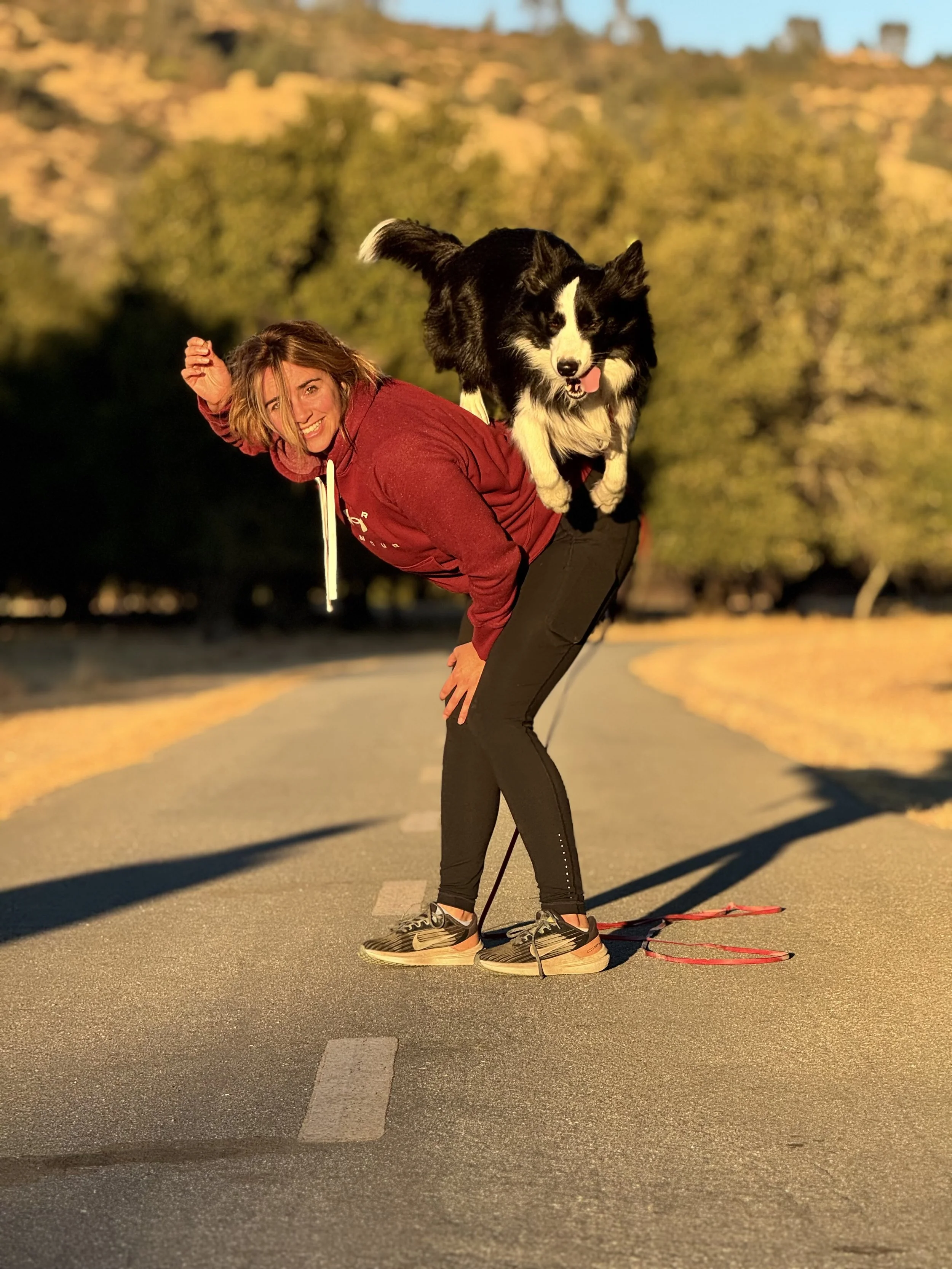 A woman in a red hoodie and black leggings is bending over on a road, smiling, with a black and white Border Collie dog jumping onto her back. The scene is outdoors during sunset with trees in the background.