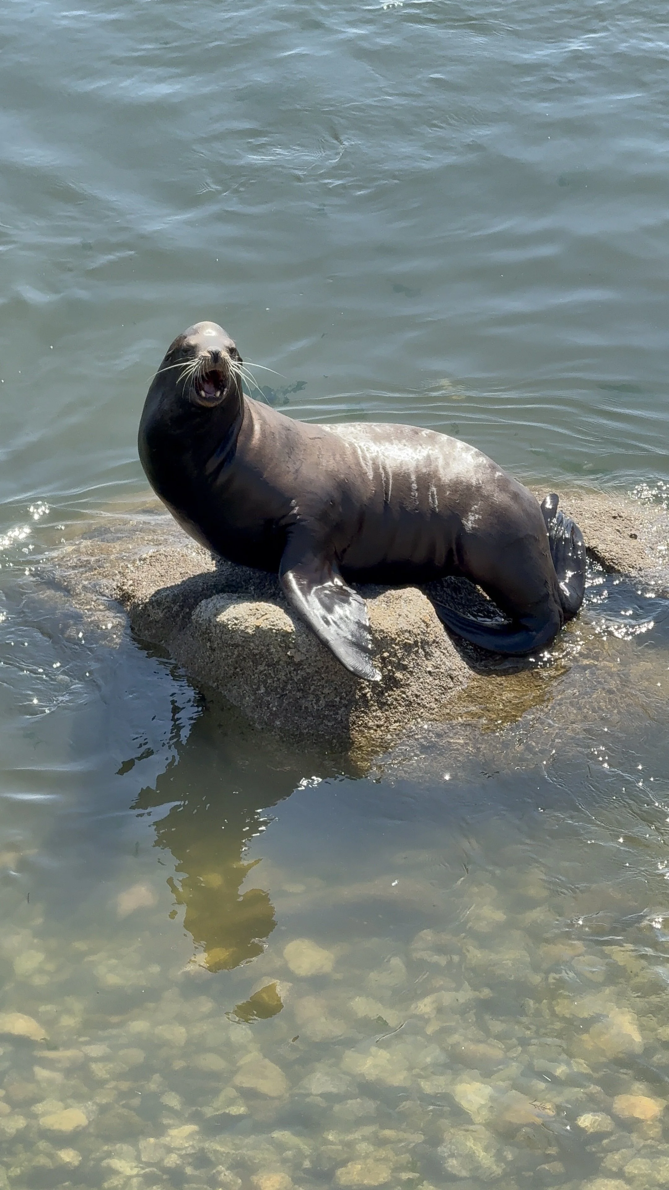 A seal resting on a large rock and looking towards the camera, with water around it.