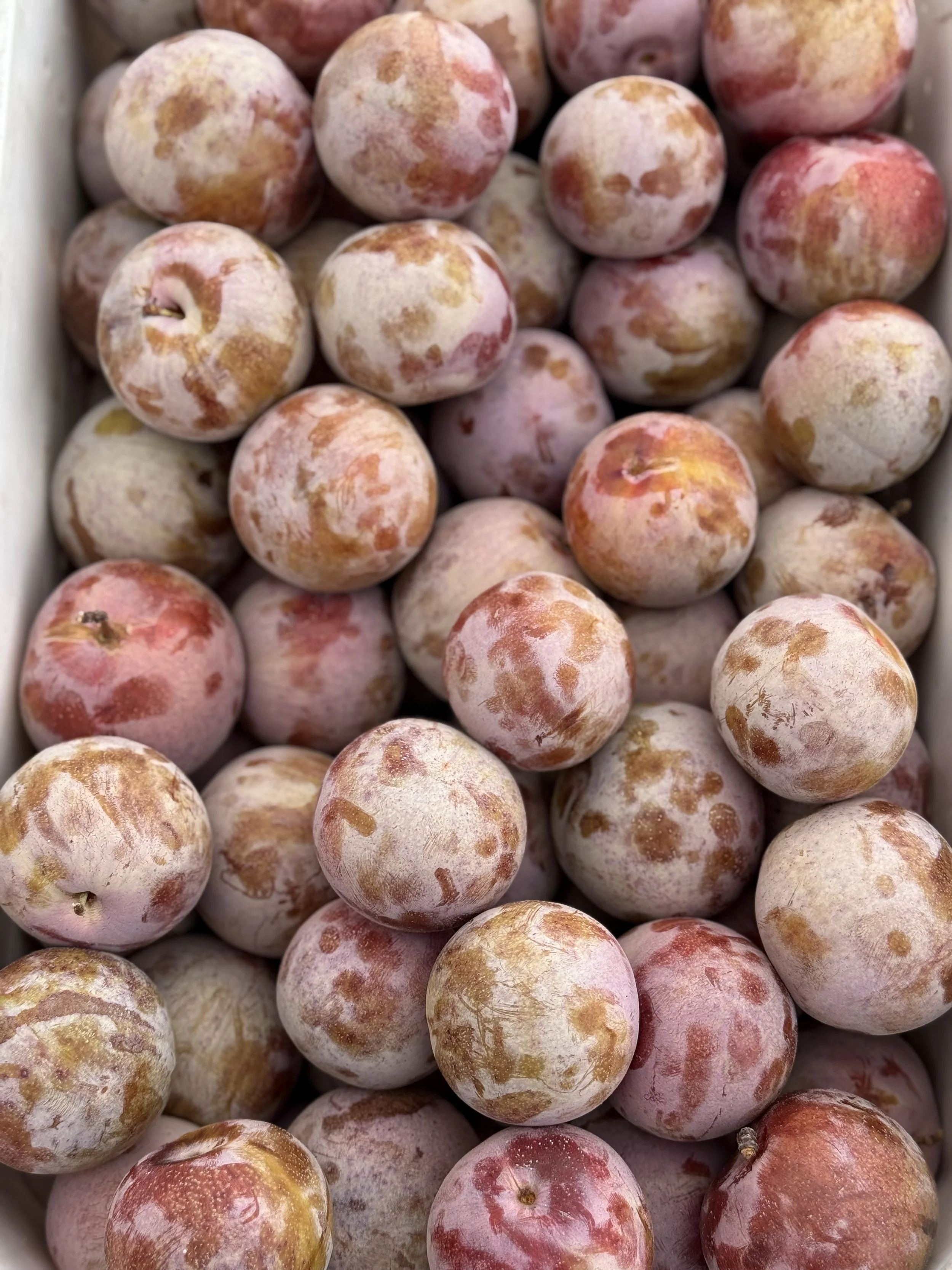 Close-up of a box filled with ripe plums with reddish and yellowish skin, some with slight frost or bloom.