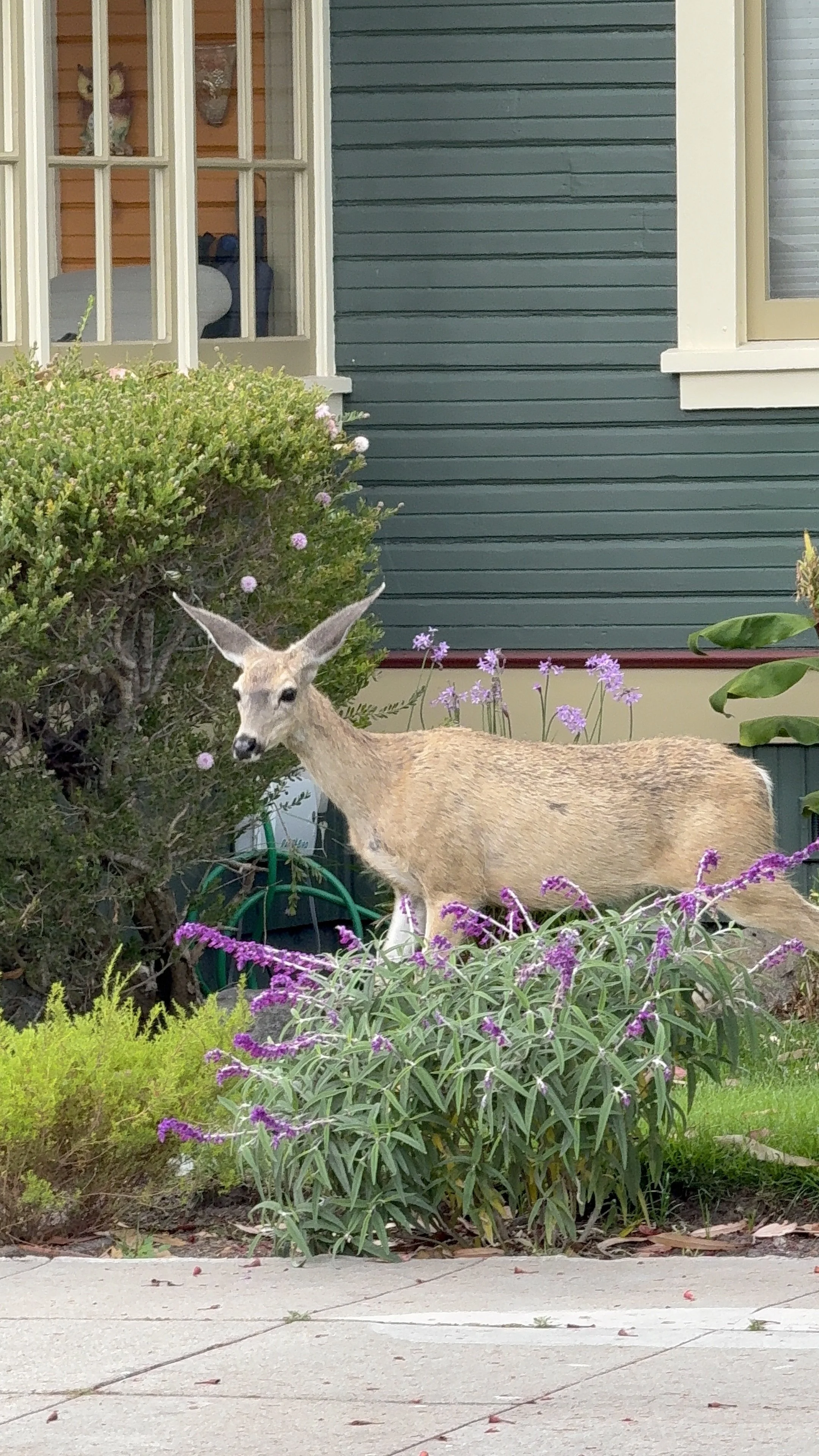 A deer standing in a garden with purple flowers, bushes, and a house in the background.
