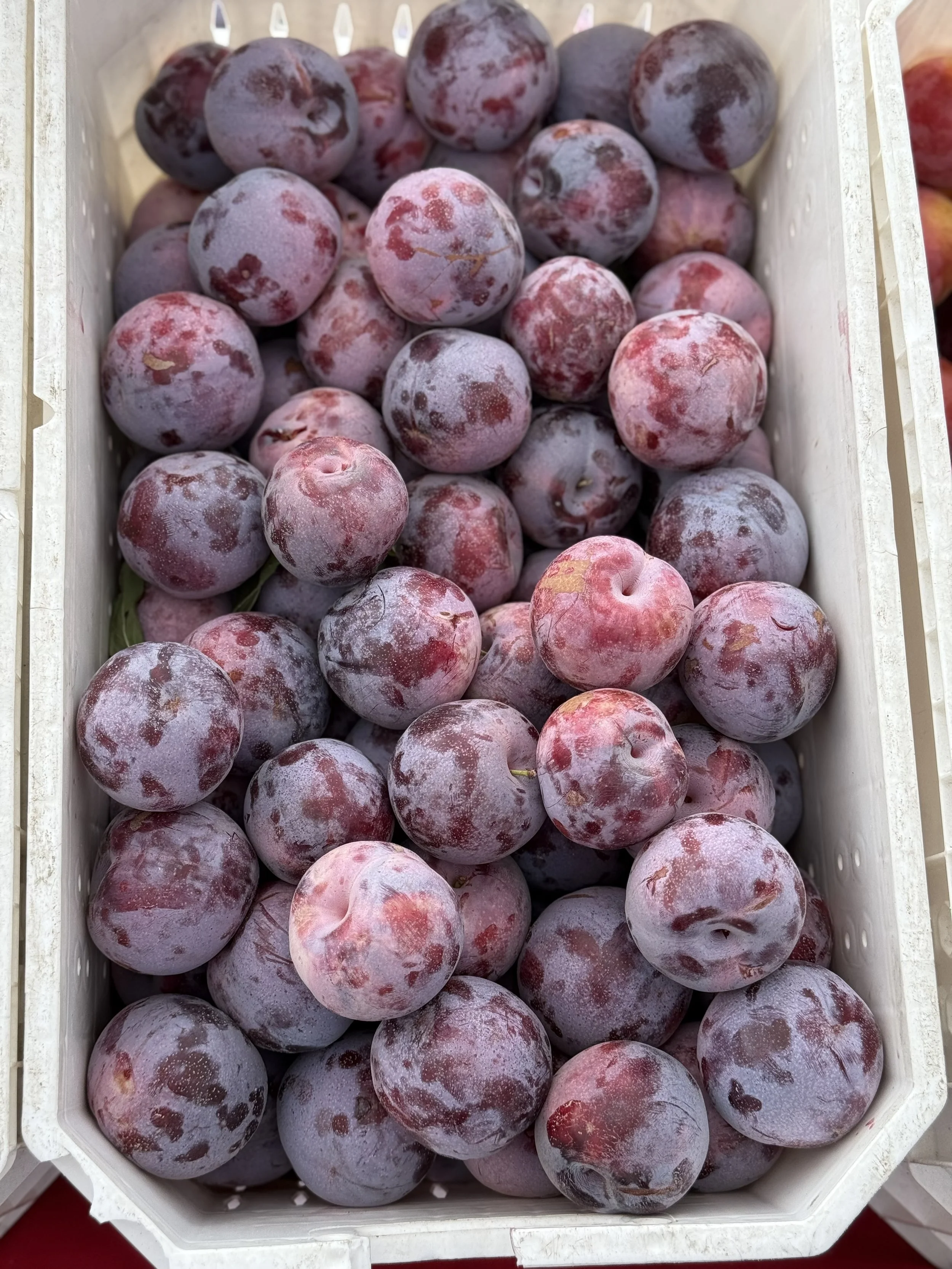 A crate full of purple and red plums with frosty surface.