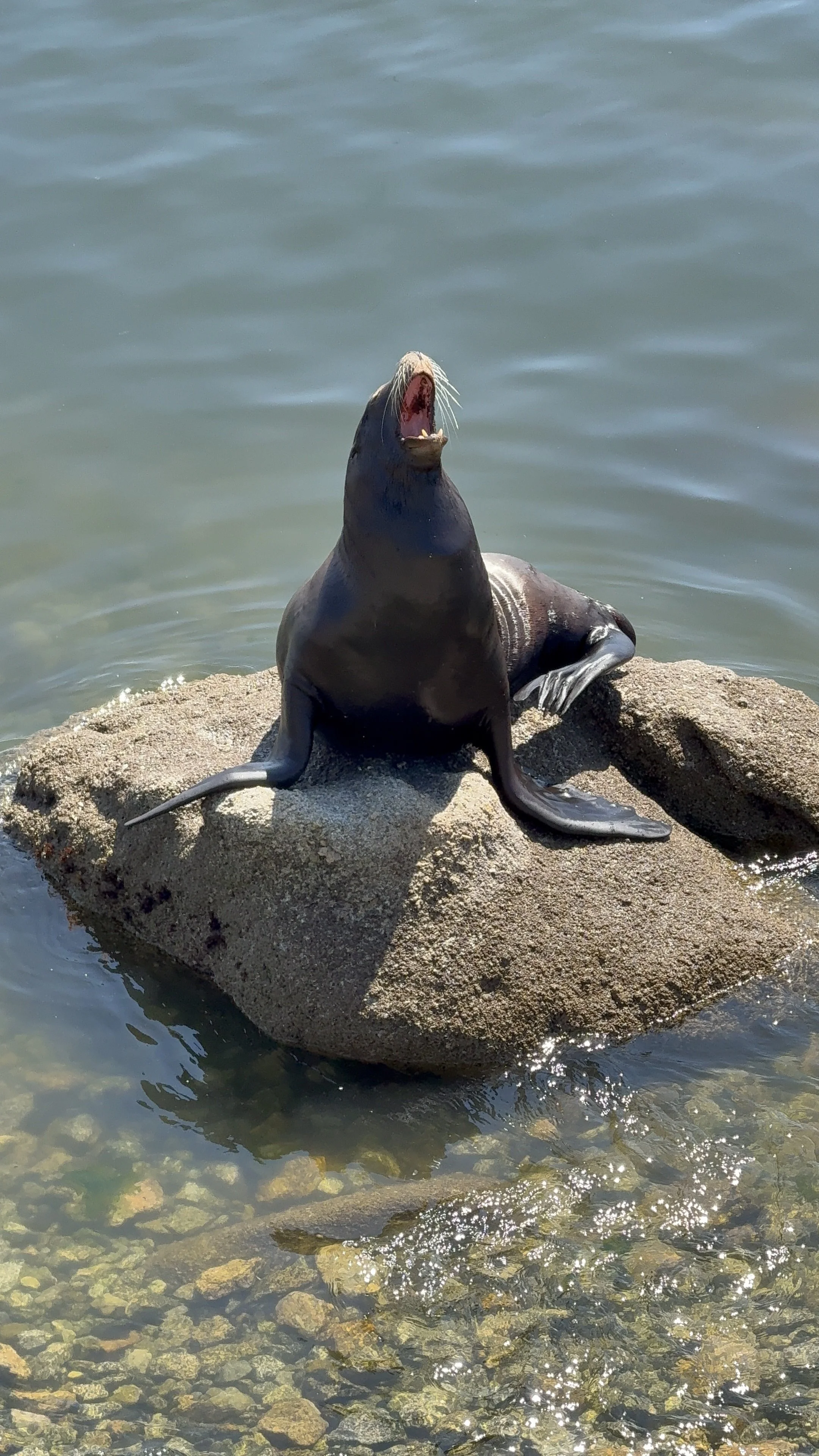 A seal with its mouth open, sitting on a rock in the water.