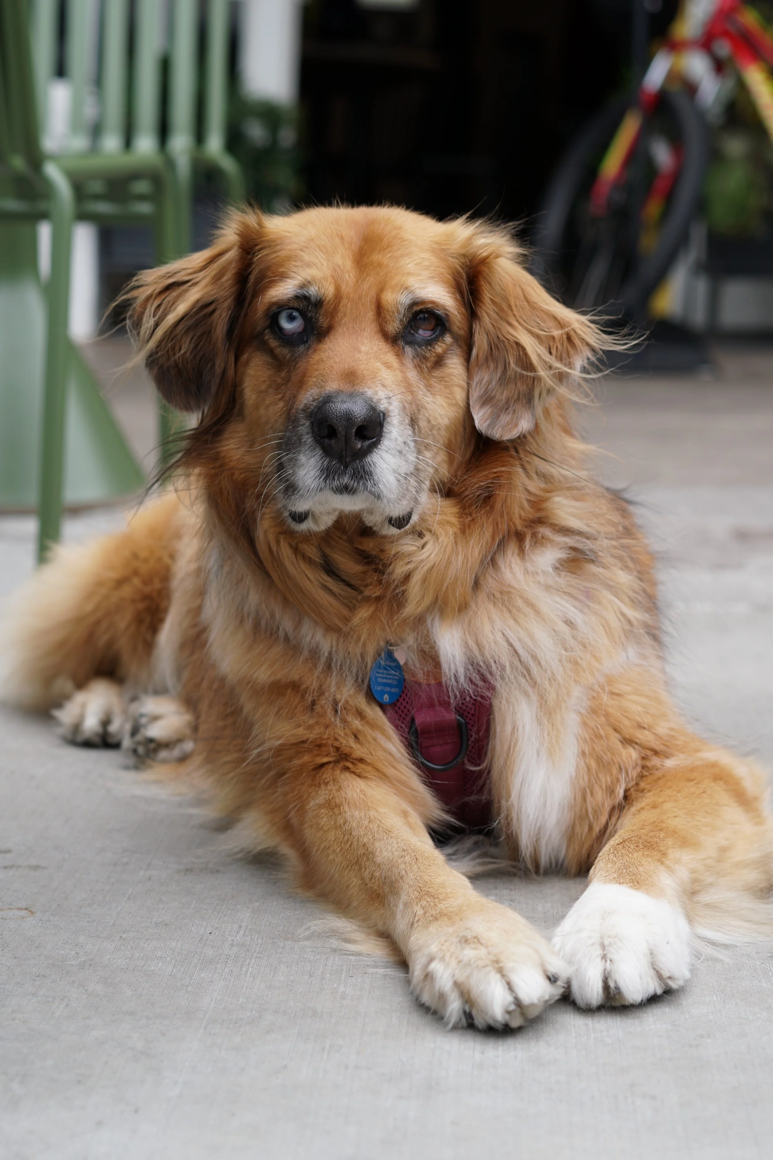 A golden retriever laying on a concrete surface.