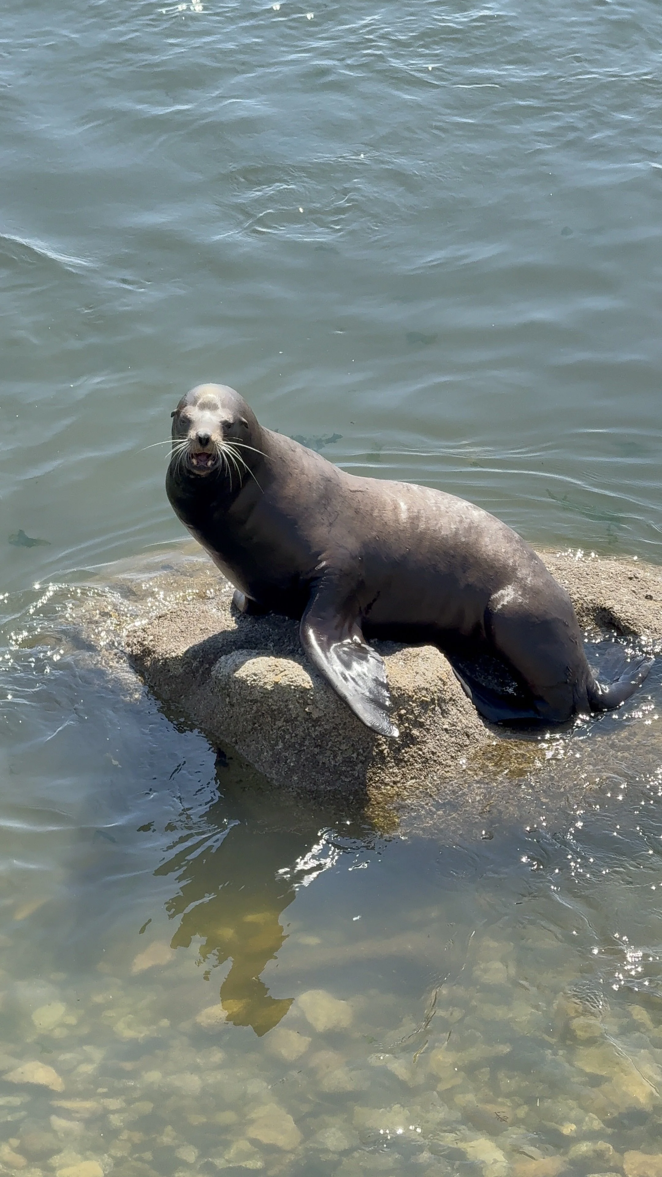 A seal sitting on a rock in the water, looking at the camera with its mouth slightly open.