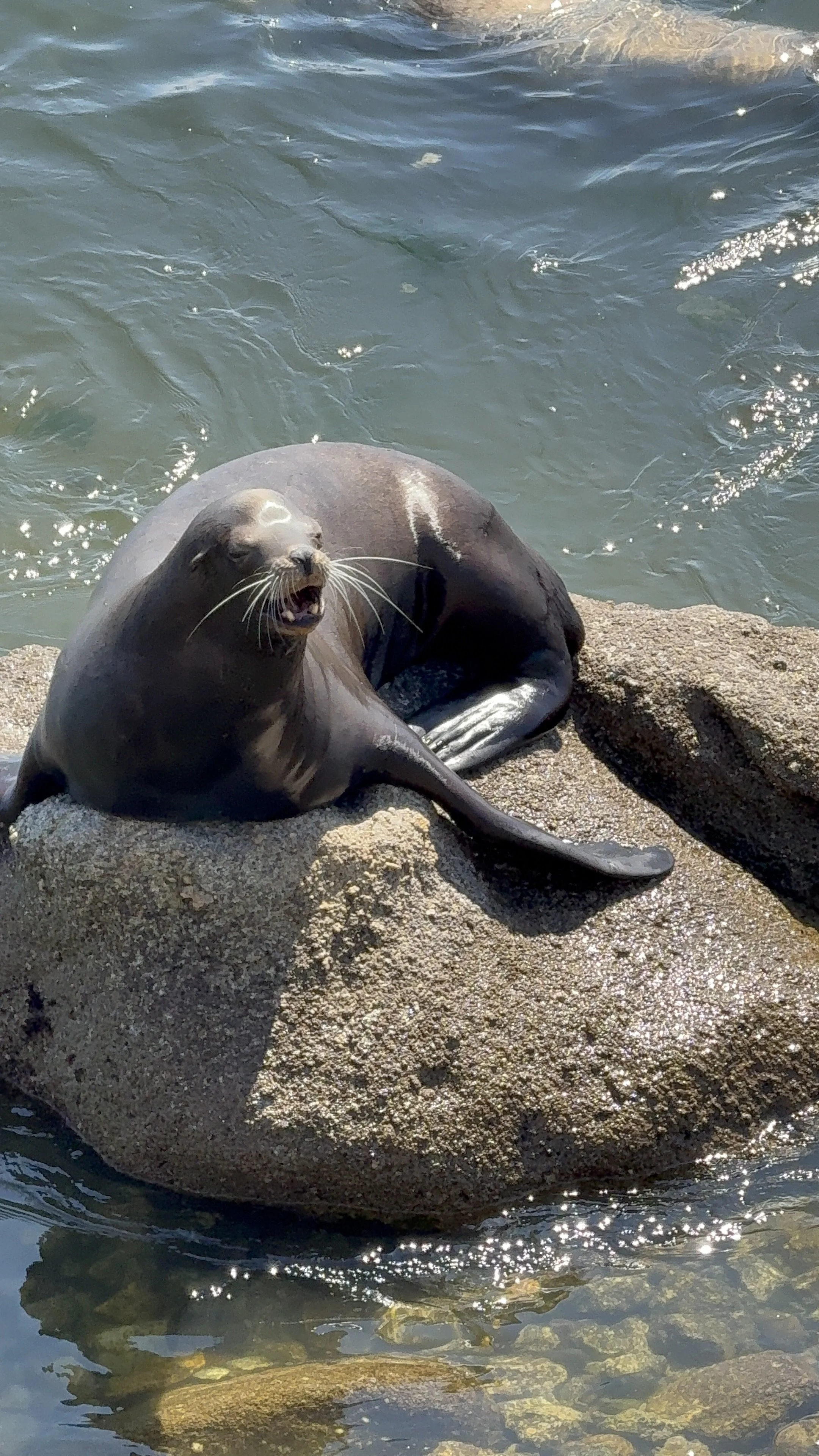 A sea lion resting on a large rock by the water, with its mouth open.