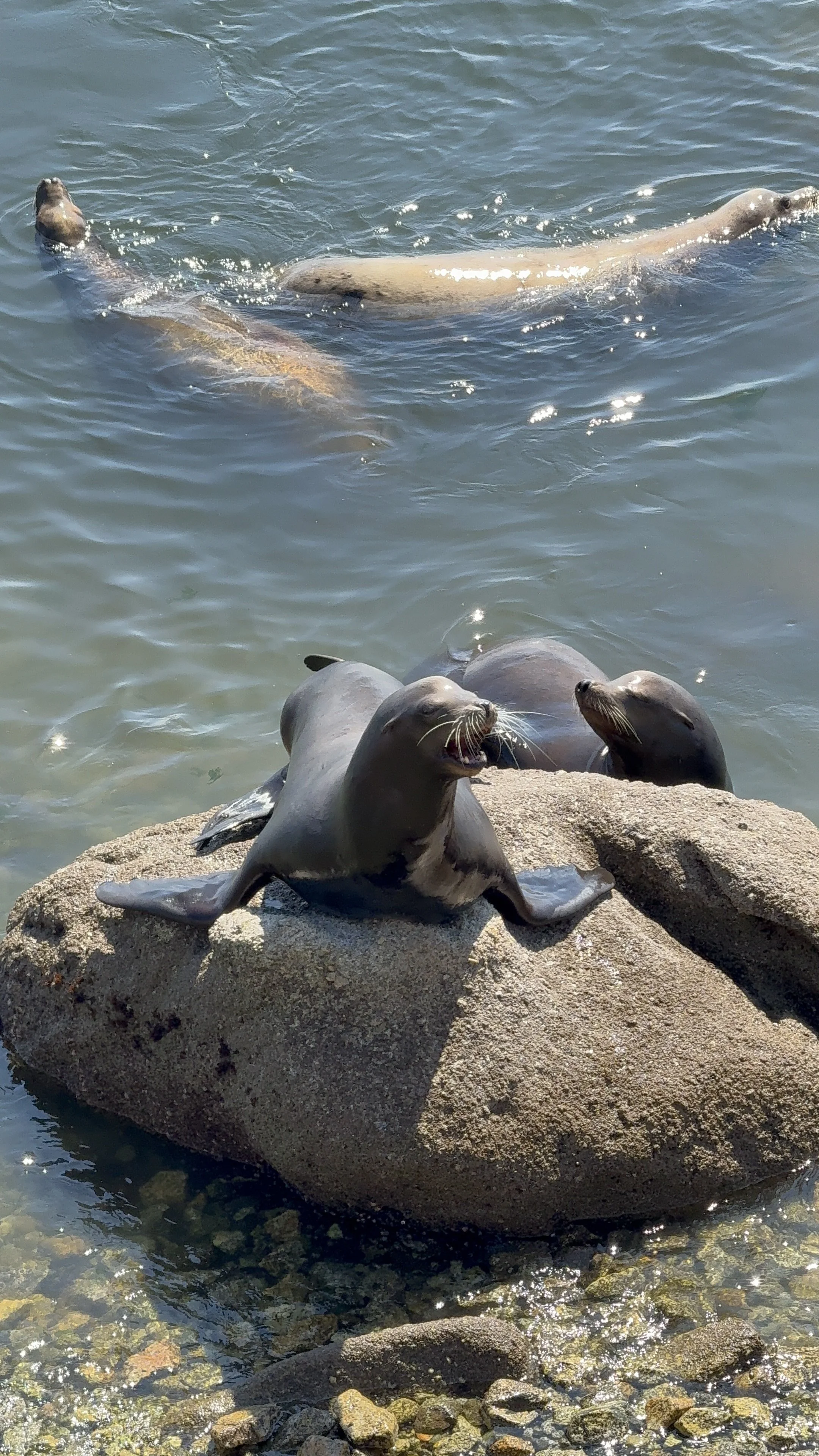 Seals on a large rock near the water, with some swimming in the water and one making a vocal sound.