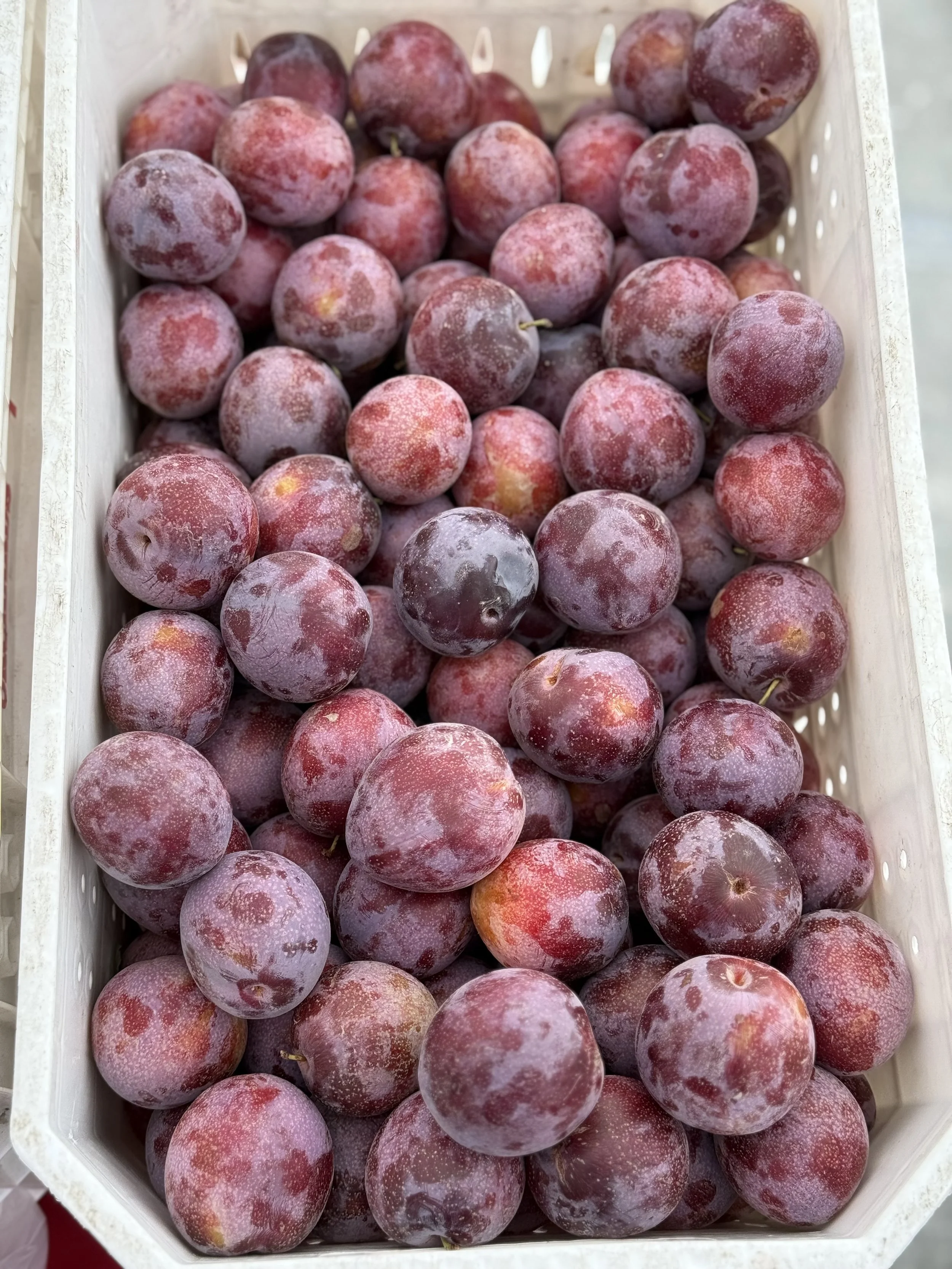 A close-up of a white basket filled with red and purple grapes with a dusty appearance, some with small stems.