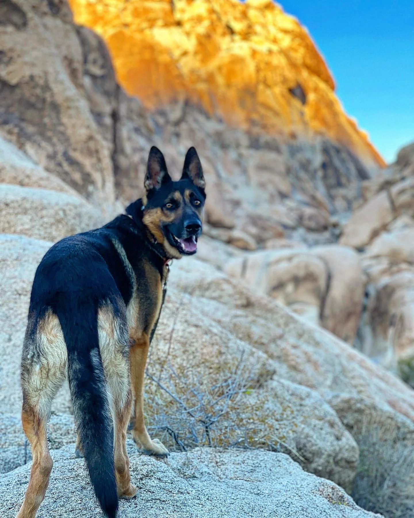 A dog with black and tan fur, pointing ears, and a happy expression standing on a rocky landscape with a cliff and blue sky in the background.