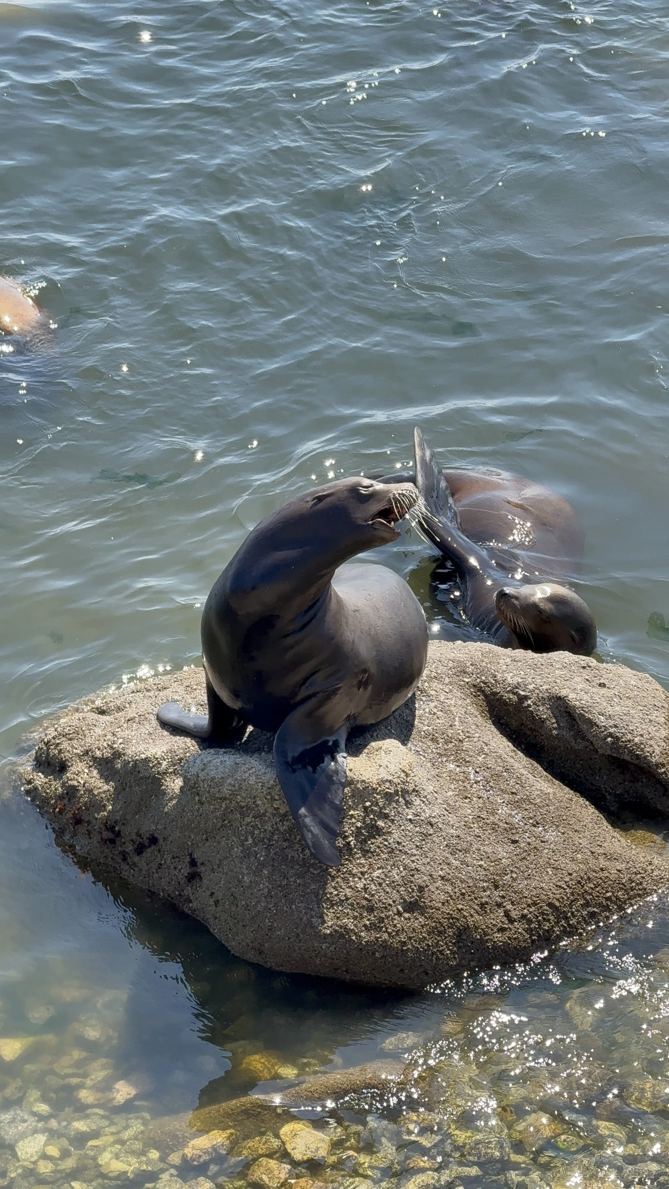 Two seals on a rocky shore interacting with each other near the water, with one seal on the rock and the other in the water