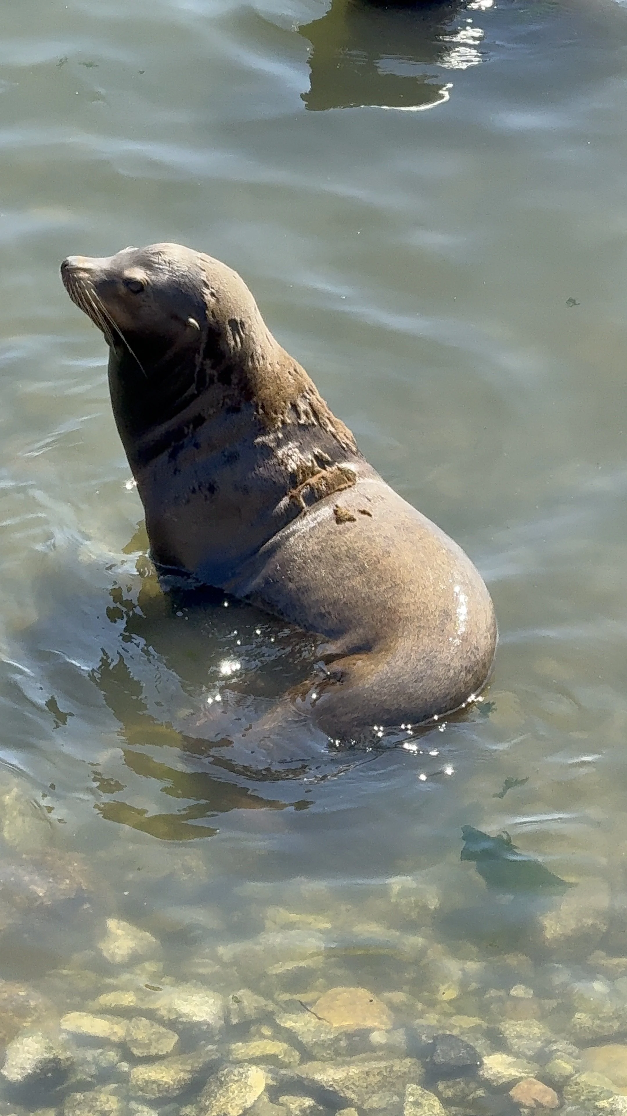 A seal sitting upright in shallow water near rocks, looking to the left.