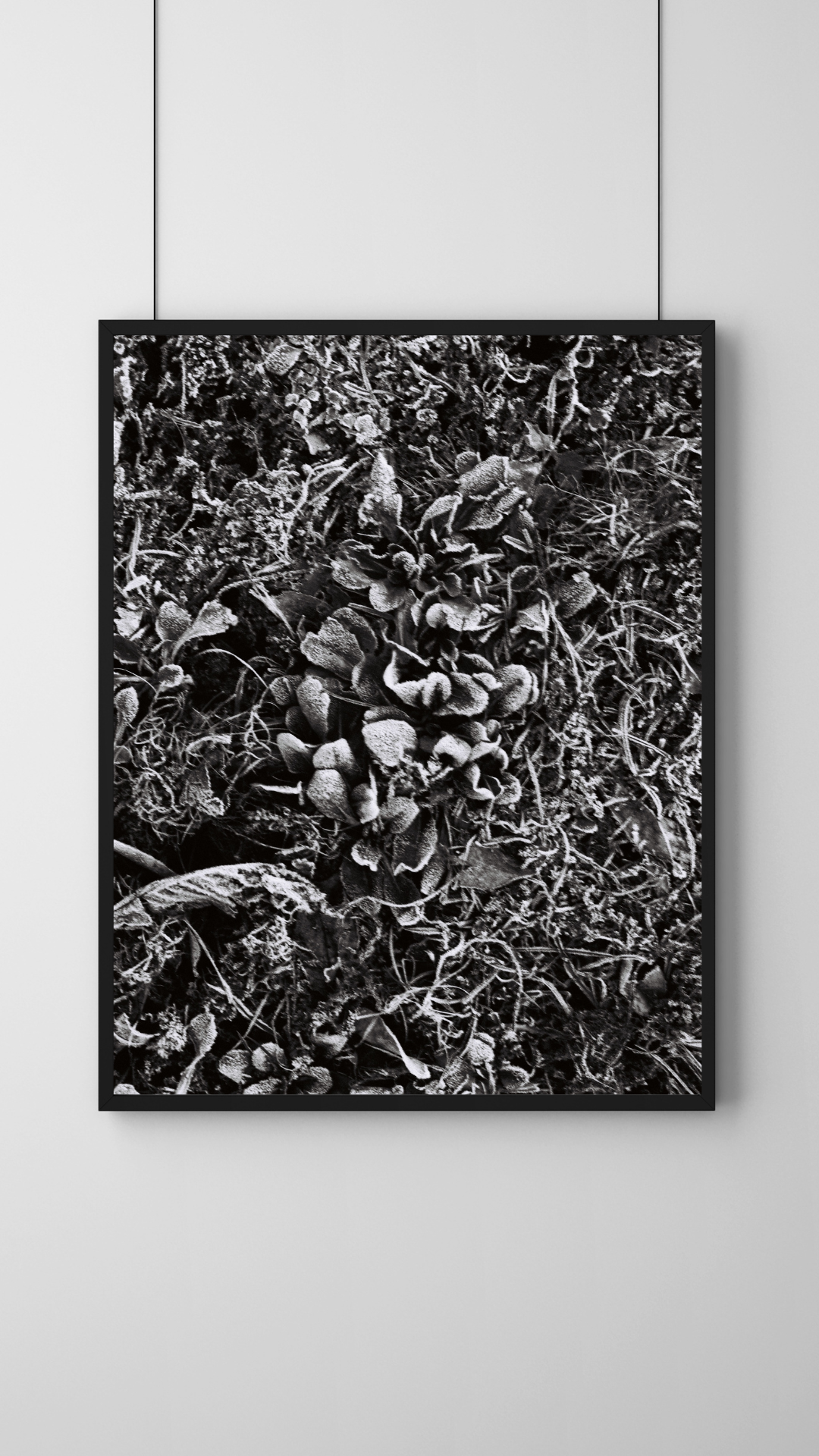 Grey Minimalist Botanical Photo Frame Mockup copie 4.png