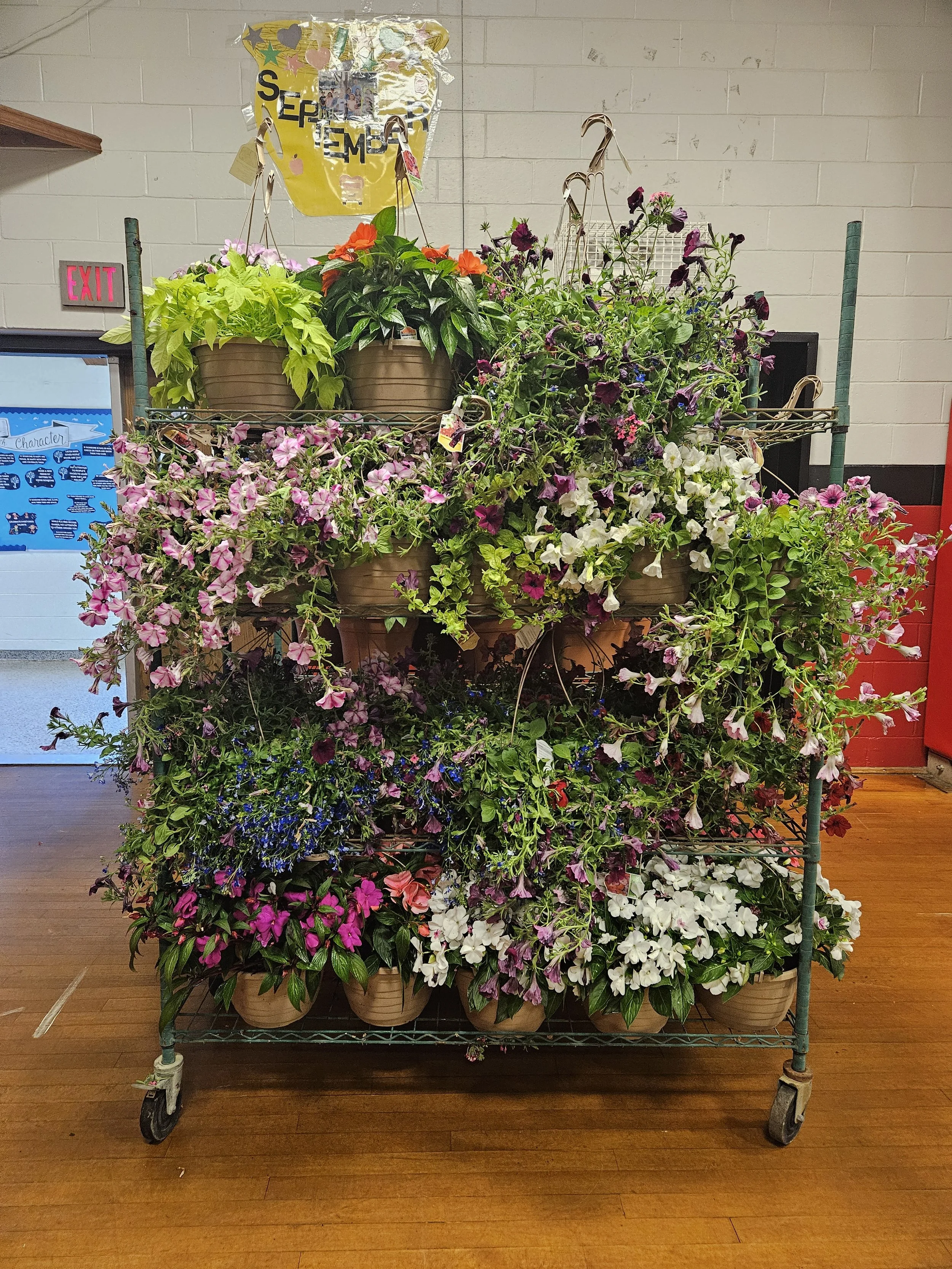 A display of potted flowering plants on a rolling metal cart inside a store. The plants include pink, purple, white, and orange blooms.