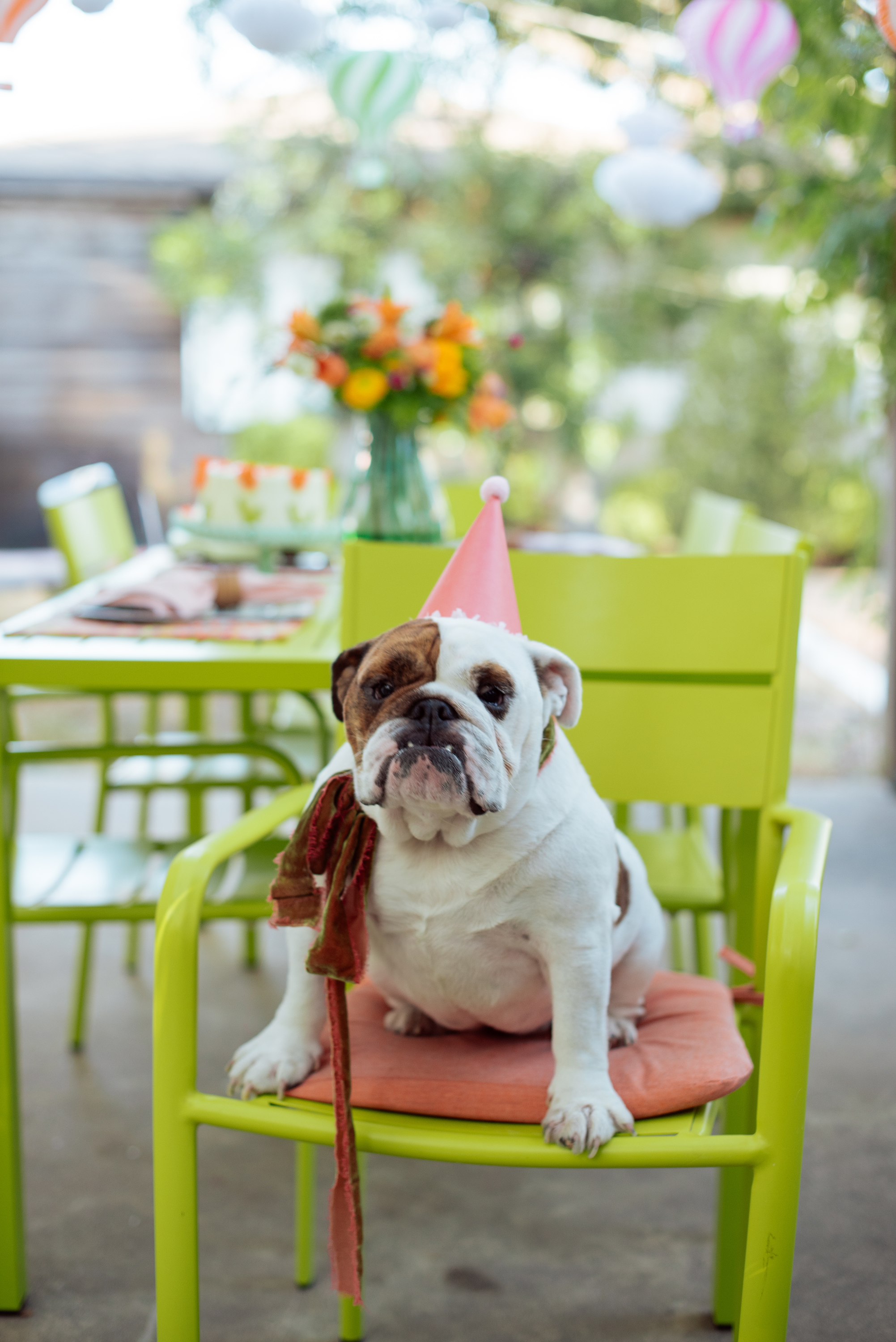 A bulldog wearing a pink party hat sitting on a green chair, with a T-shirt draped over its shoulders, at a table decorated for a celebration, with colorful balloons and a bouquet of flowers in the background.