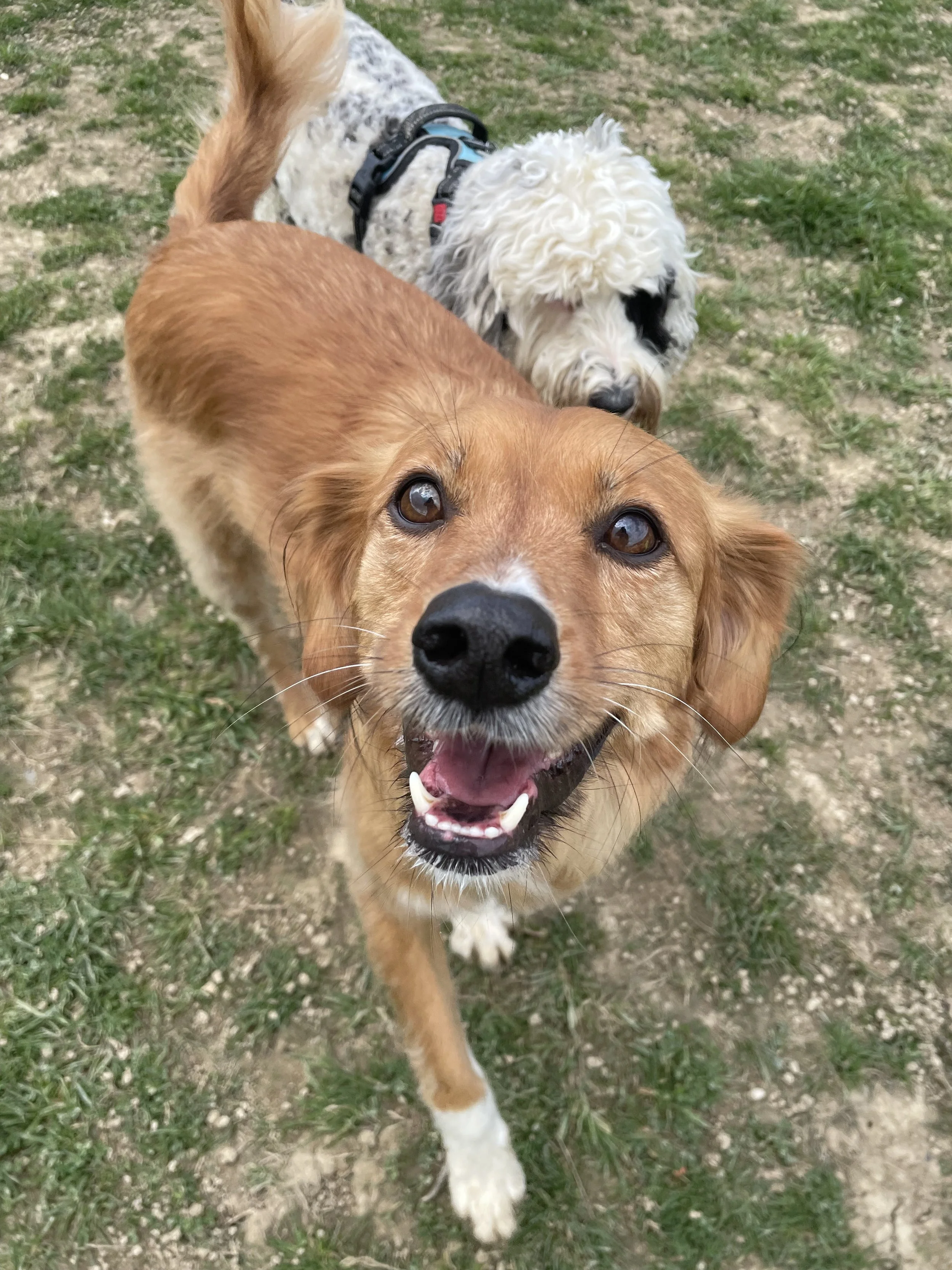 Close-up of two dogs playing outdoors on grass and dirt, one brown and white with a happy expression.
