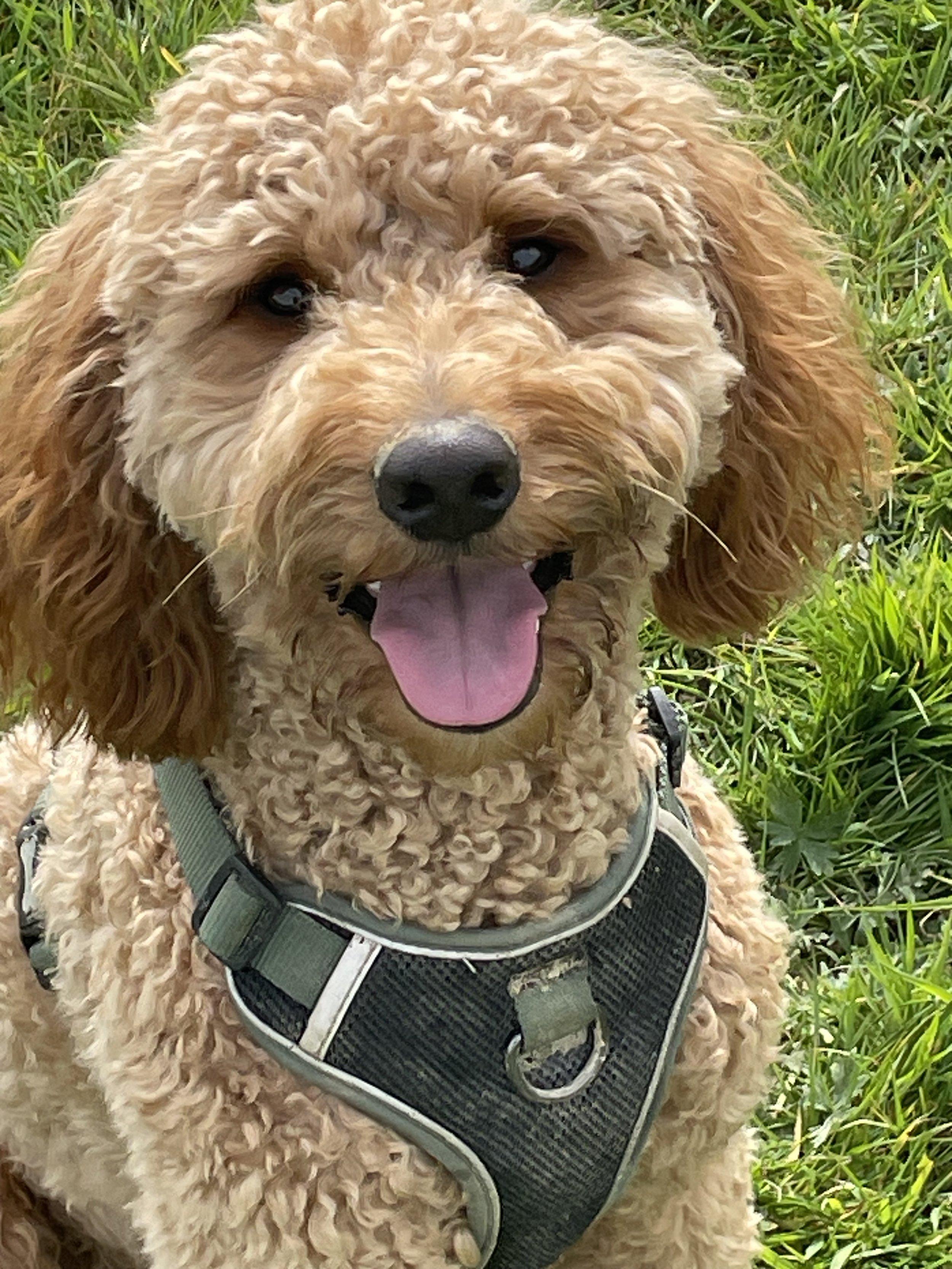 A close-up of a fluffy, curly-haired dog with tan and cream fur, wearing a black harness with gray straps, sitting on green grass.