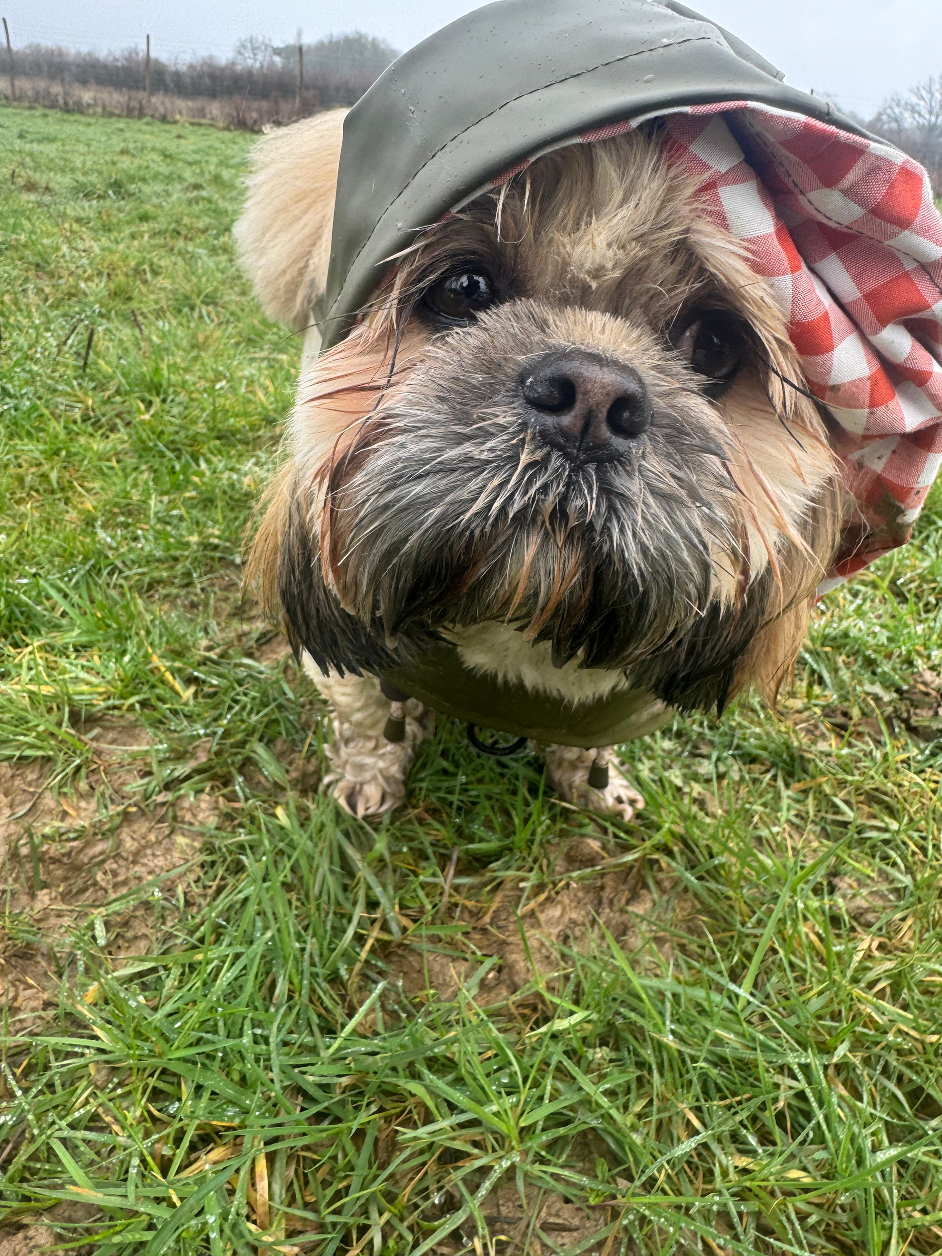 Close-up of a small dog, possibly a Shih Tzu or similar breed, wearing a jacket with a gray hood and red and white checkered lining. The dog is outdoors on green grass with a cloudy sky and distant trees in the background.