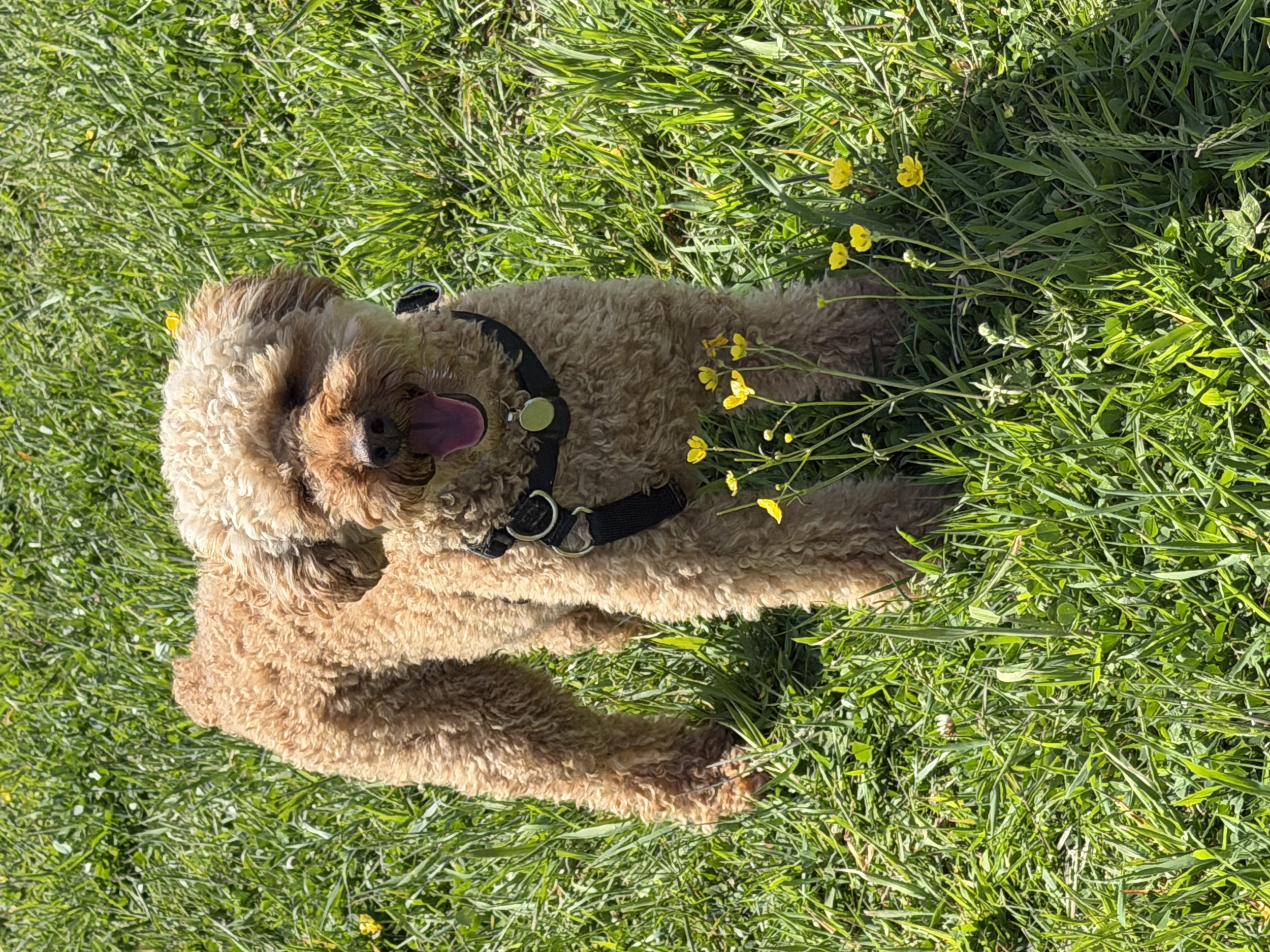A fluffy beige dog with a black harness standing in a lush field of green grass and small yellow flowers, panting with its tongue out.