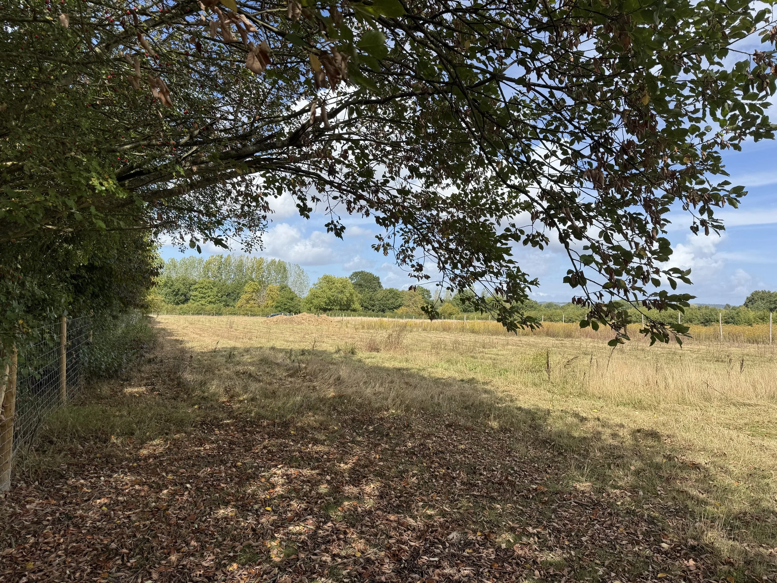 A wooded pathway leading into a field with trees in the background under a partly cloudy sky.