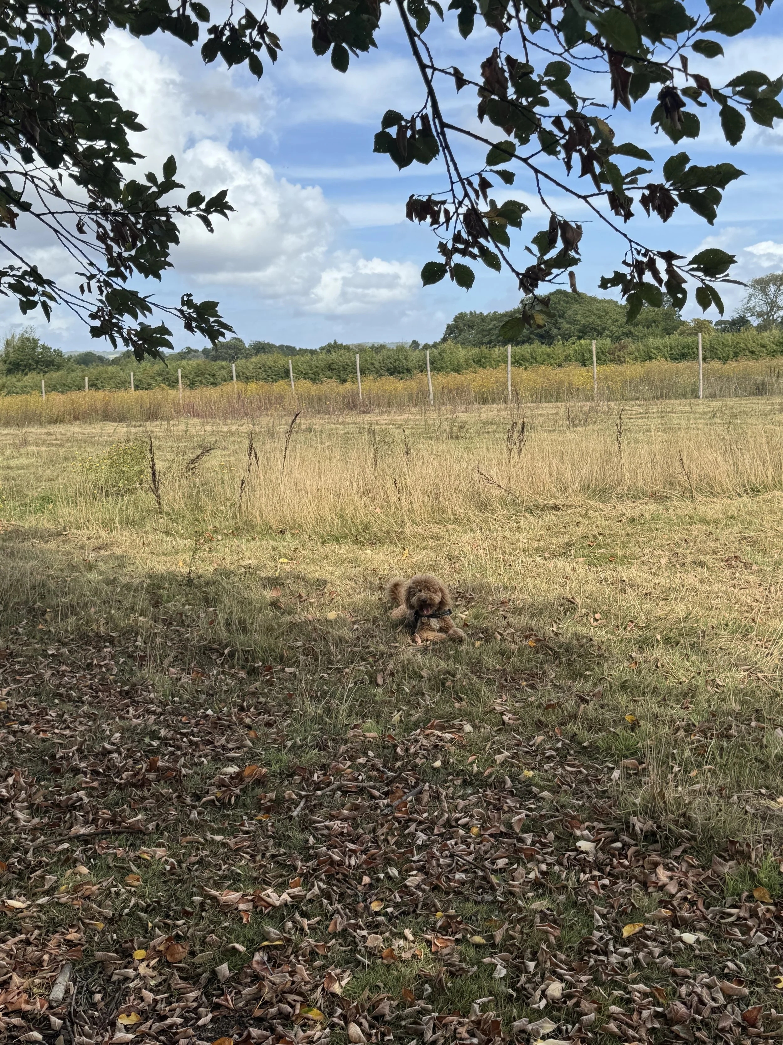 A small dog laying on the ground under a tree in a grassy field with trees and a fence in the background. The scene is outdoors on a partly cloudy day.