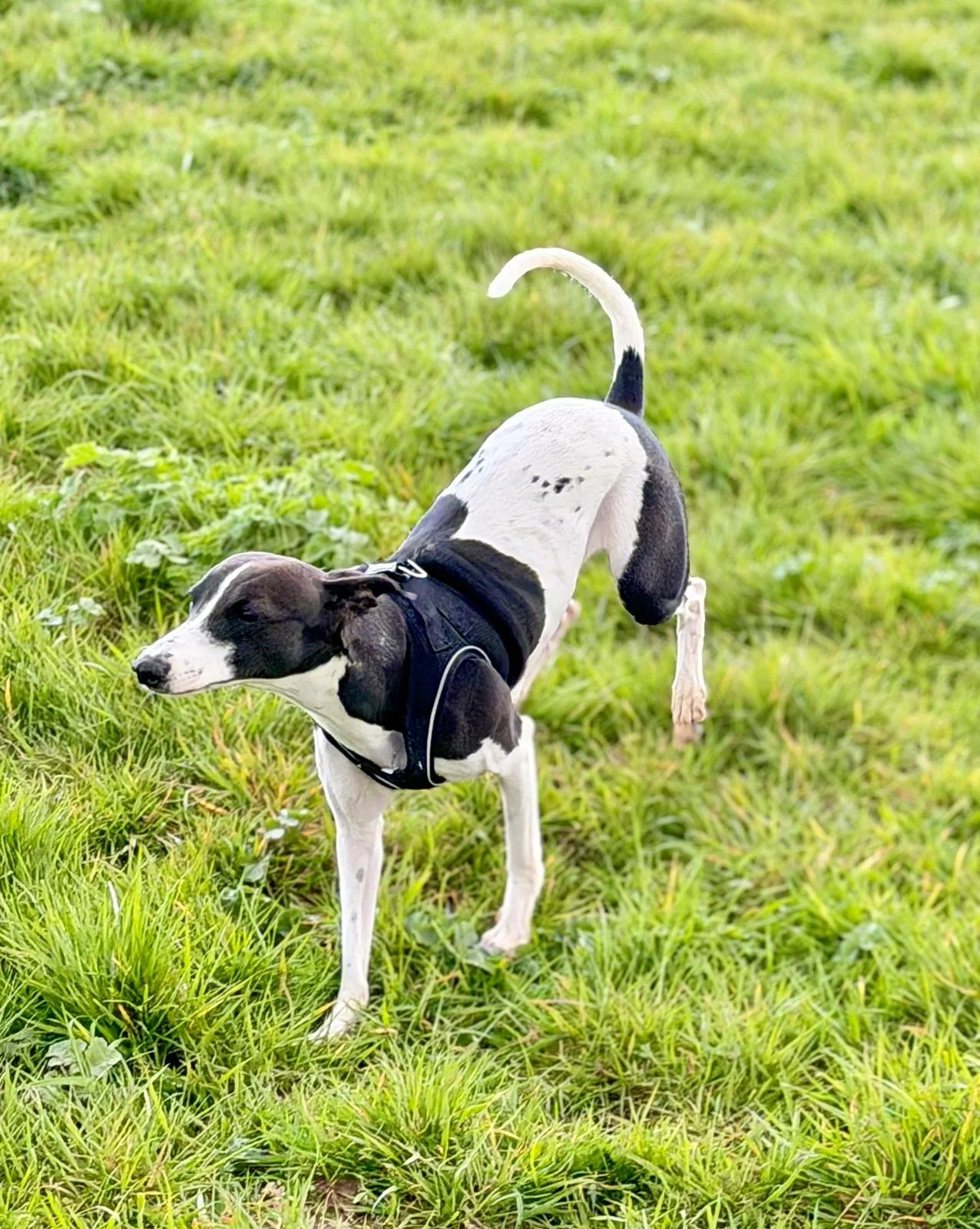 A black and white dog with a harness, standing on green grass, with its tail curled upwards.