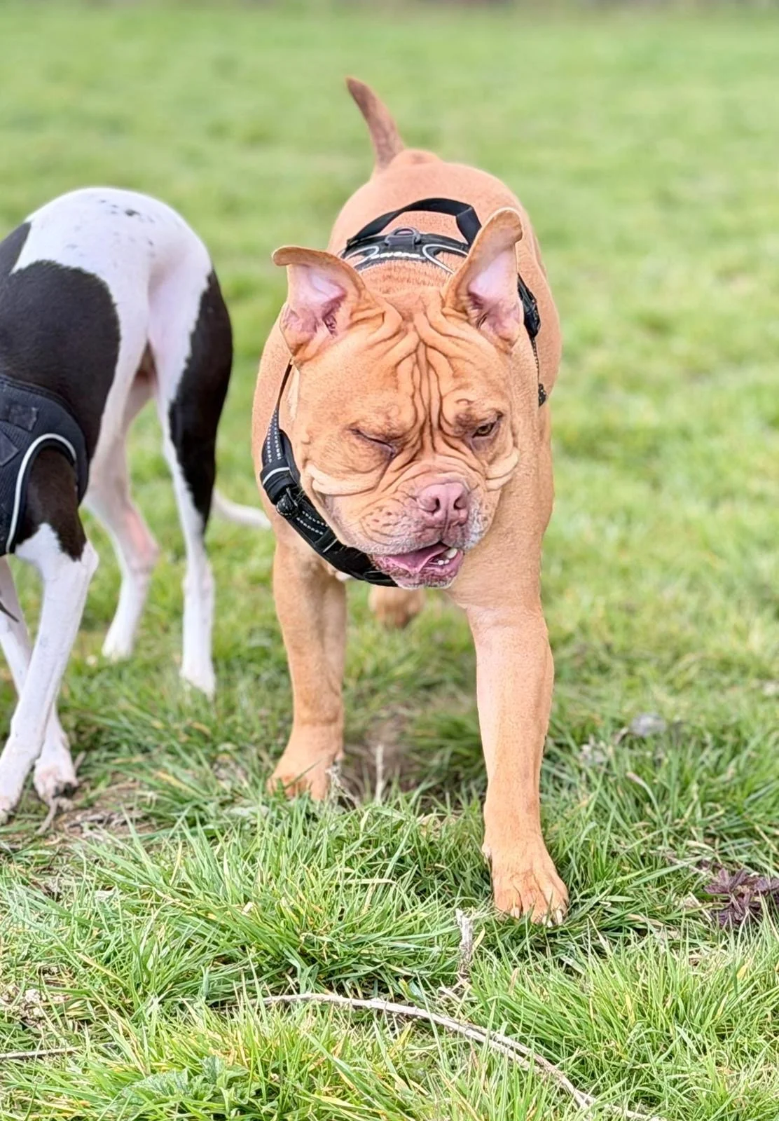 A tan French Bulldog with a black harness walking on grass next to a black and white dog.
