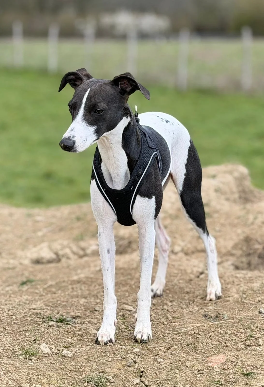 A black and white dog, possibly a Greyhound or Whippet, is standing on dirt ground outdoors. The dog is wearing a harness, with a grassy field and fence in the background.