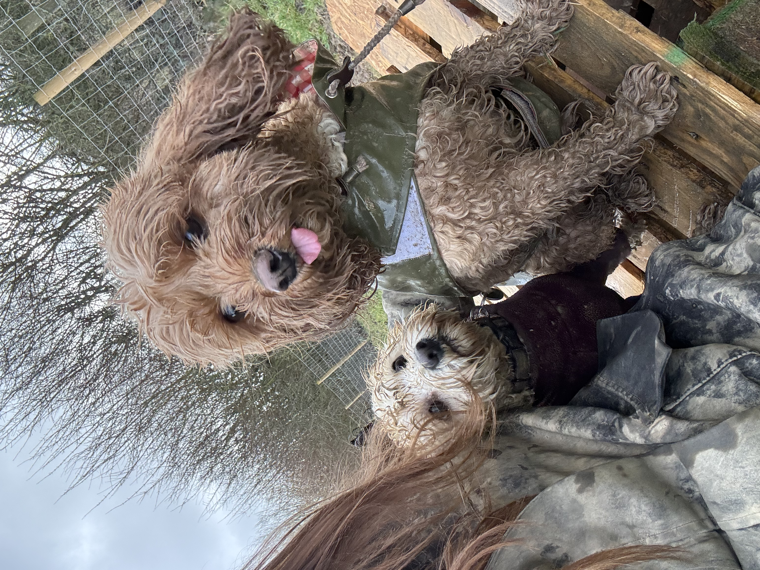 A furry dog with curly brown fur sticking out its tongue, dressed in a green jacket, standing on a muddy outdoor surface. The background includes a wooden pallet and a metal wire fence, with trees and overcast sky visible.