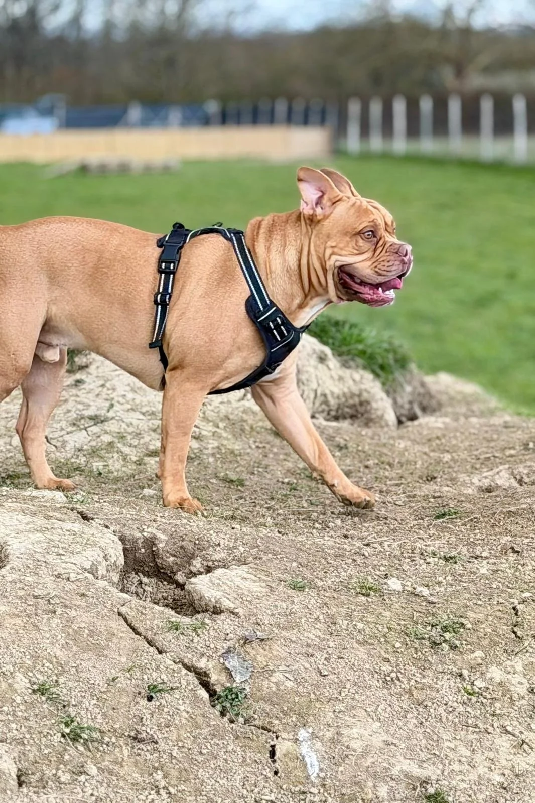 A brown dog with a muscular build, wearing a black harness, standing outdoors on a patch of dirt and rocks, with grass and a fence in the background.