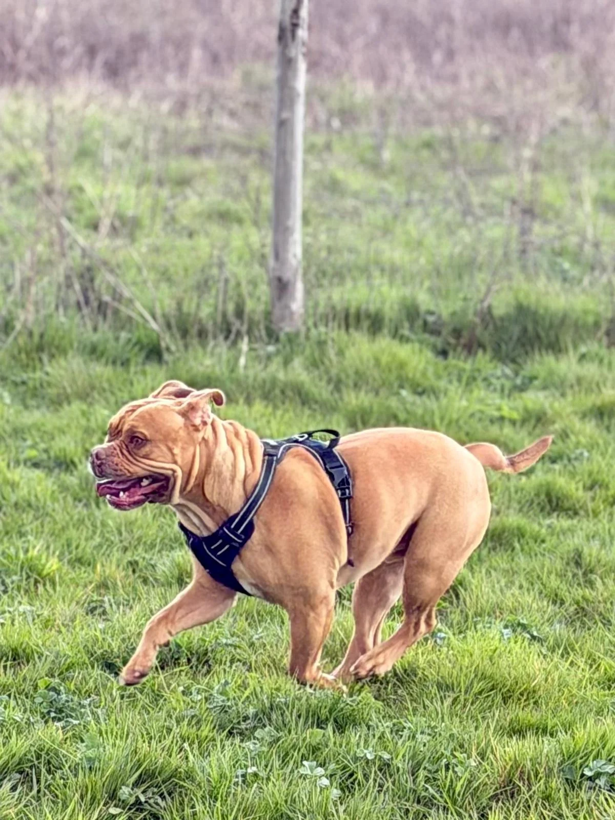 A muscular brown dog, possibly a French Bulldog or a similar breed, running through a grassy field with a harness on, and a background of trees and a partially overcast sky.