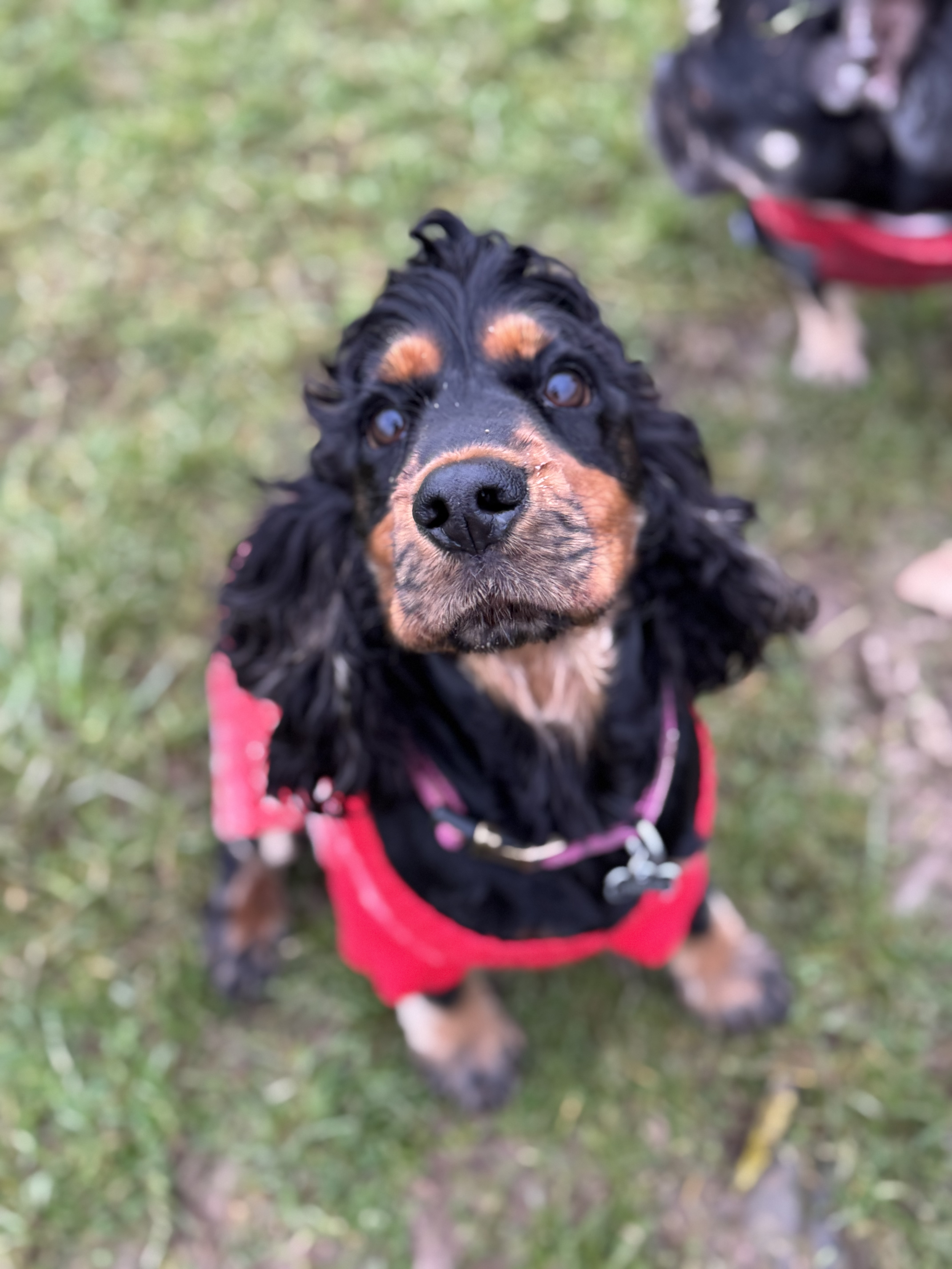 Close-up of a black and tan dog wearing a red coat, looking directly at the camera, with blurred grass background.