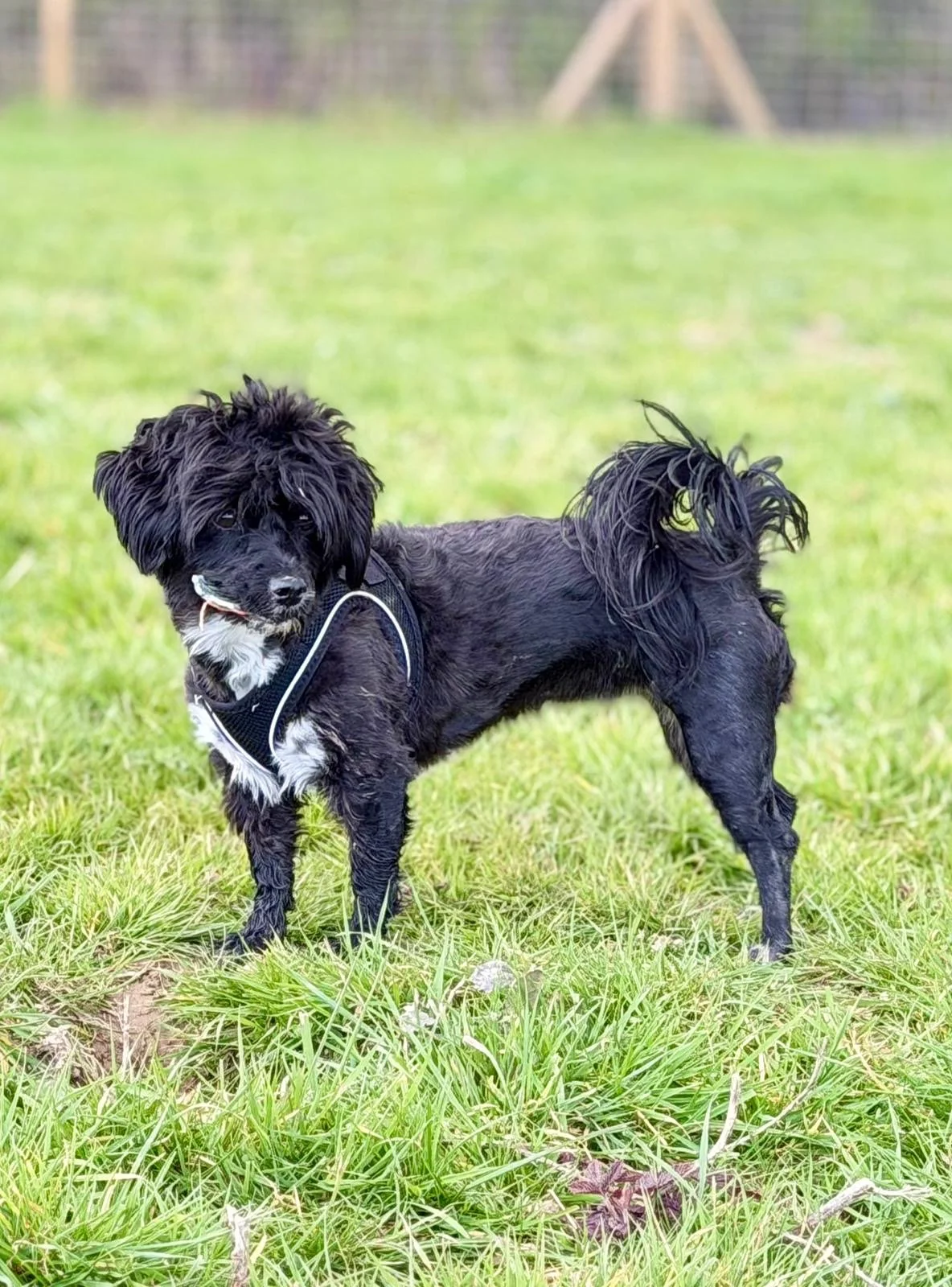 A small black dog with curly fur and white markings on its chest and paws, wearing a harness, standing on green grass in a backyard.