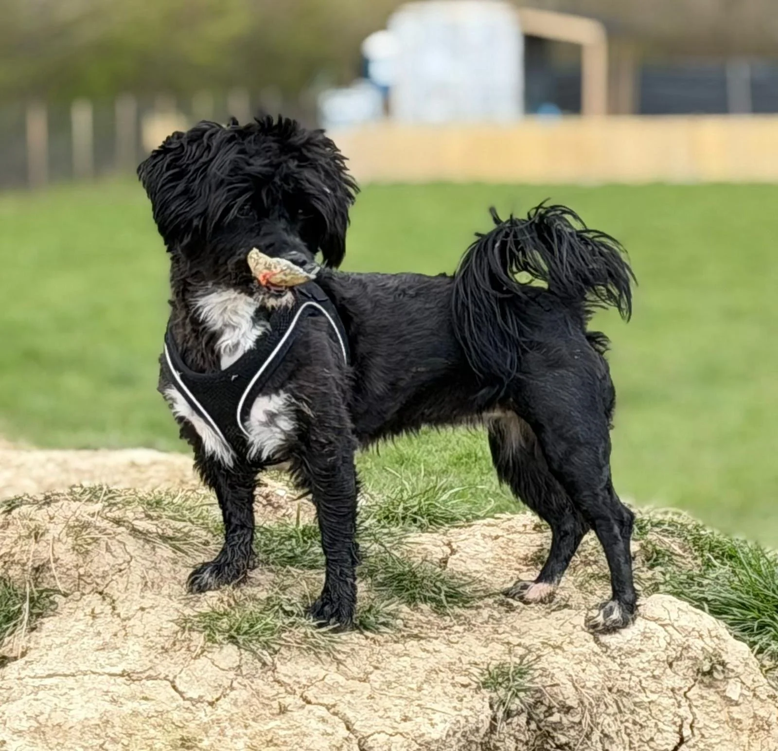 A black and white dog standing on a large rock in a grassy outdoor area. The dog has a toy in its mouth and is wearing a harness.