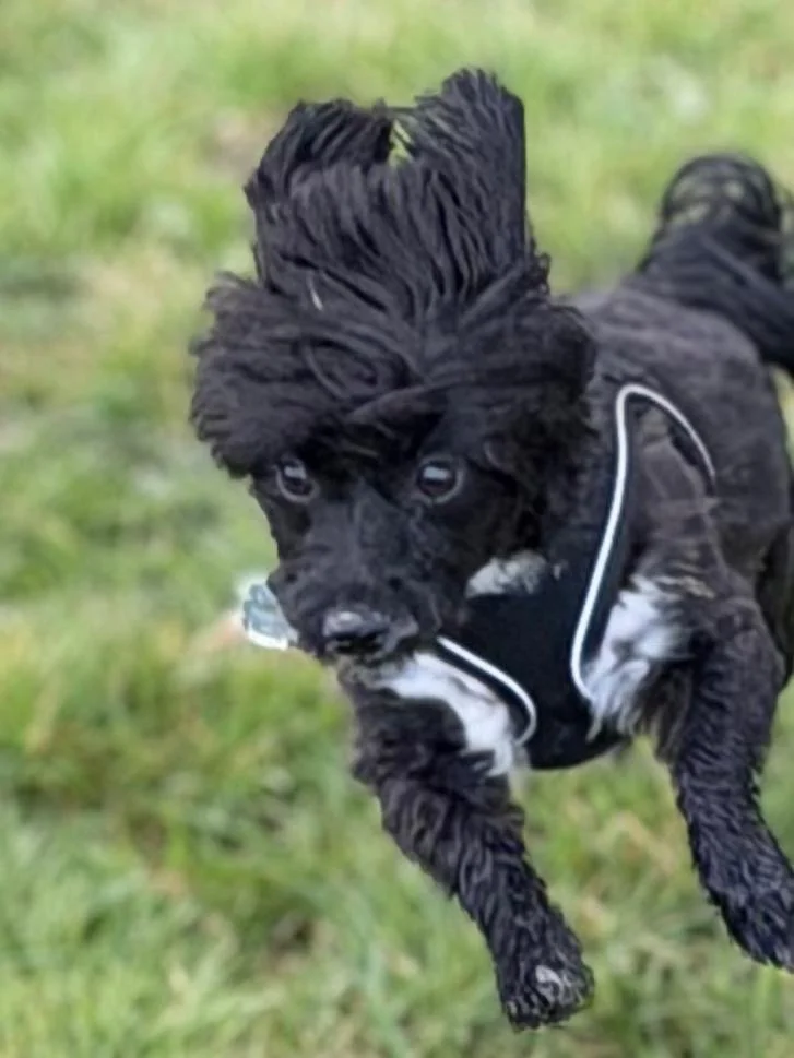 A black puppy with a fluffy hairstyle is playing outside on grassy ground, wearing a black vest with white trim.