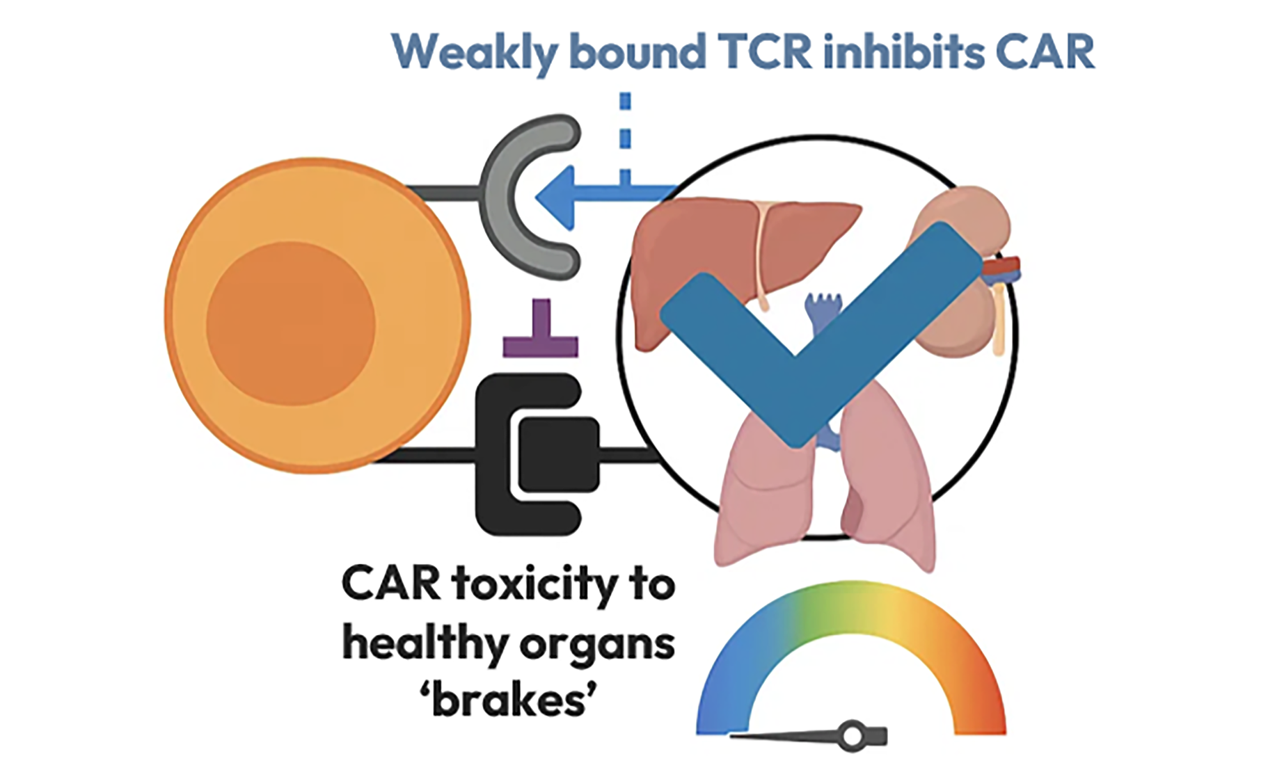 TCR Inihibition.png
