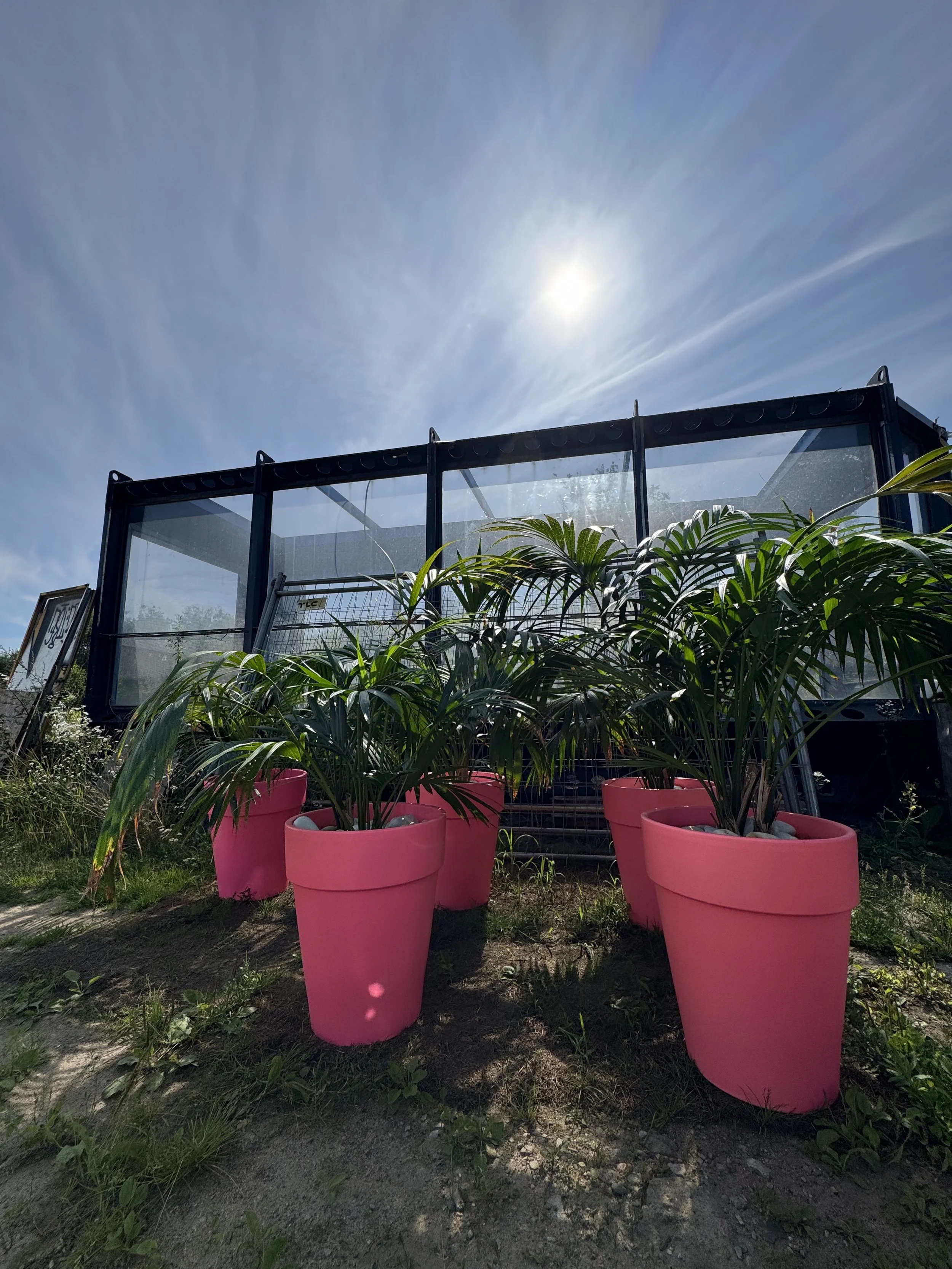 Four pink planters with green palm plants outside, with a glass structure and partly cloudy sky behind them.