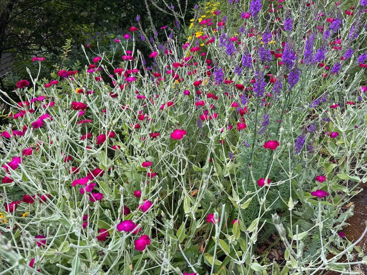 a field of magenta, purple flowers, and gold flowers
