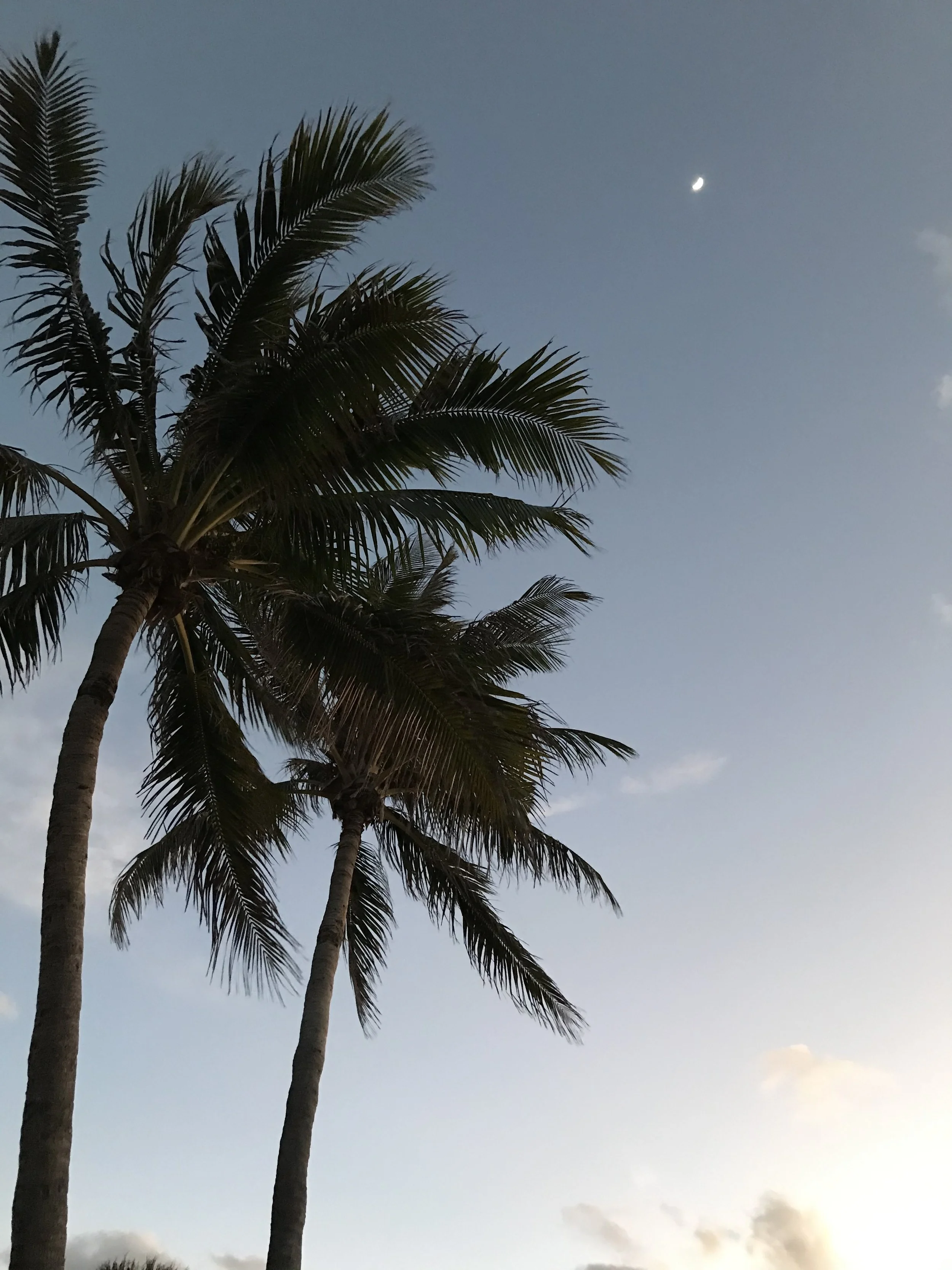 Photo of 2 palm trees at sunset in Juno Beach, FL, a small moon is in the sky.