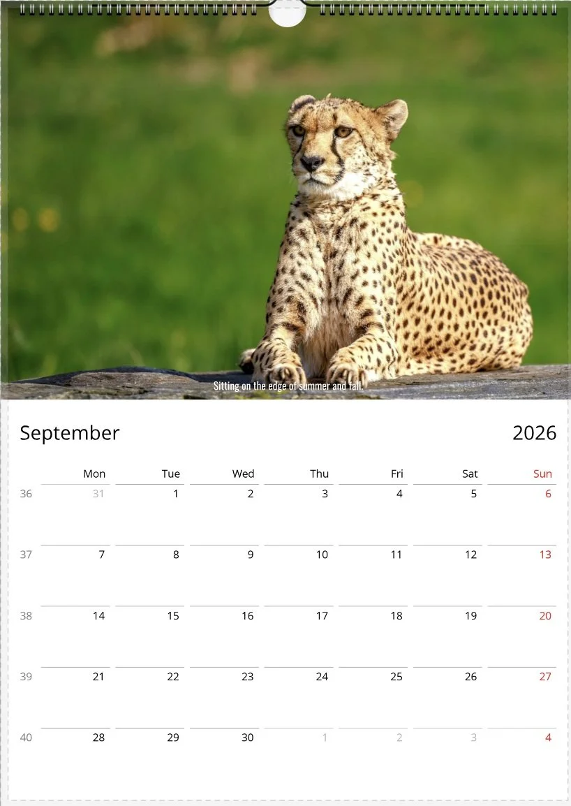 wildlife calendar 2026 cheeta image september 2026 zaheerkhanphotography.jpg