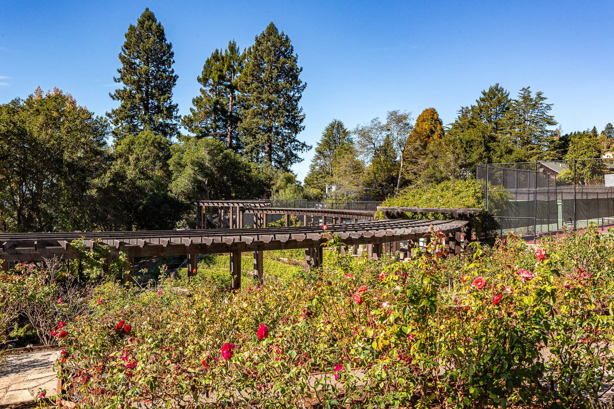A garden with pink roses and a wooden pathway with railings, surrounded by greenery including tall trees and bushes, under a clear blue sky.