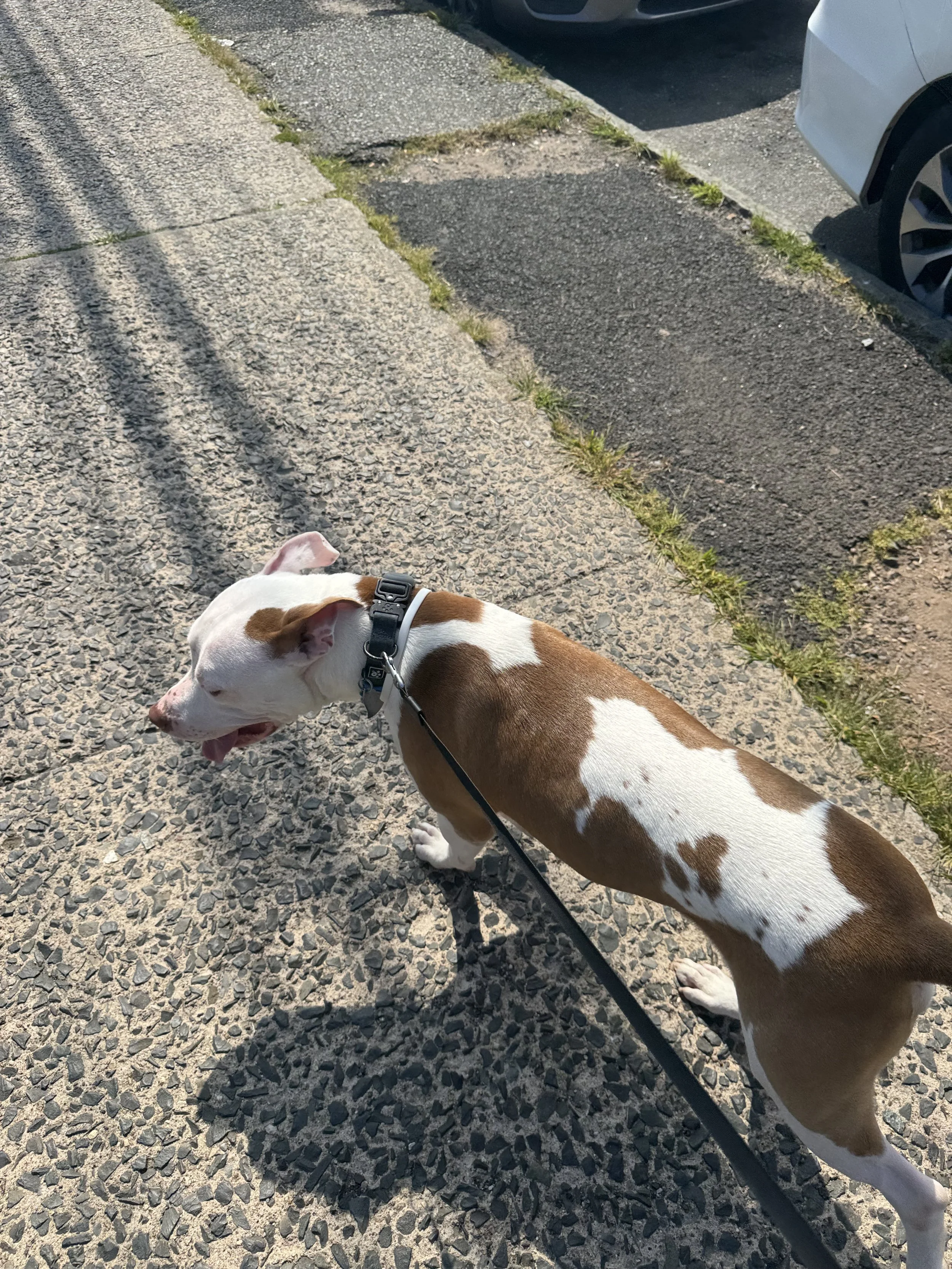 A white and brown dog on a leash walking on a textured concrete sidewalk next to parked cars and patches of grass.
