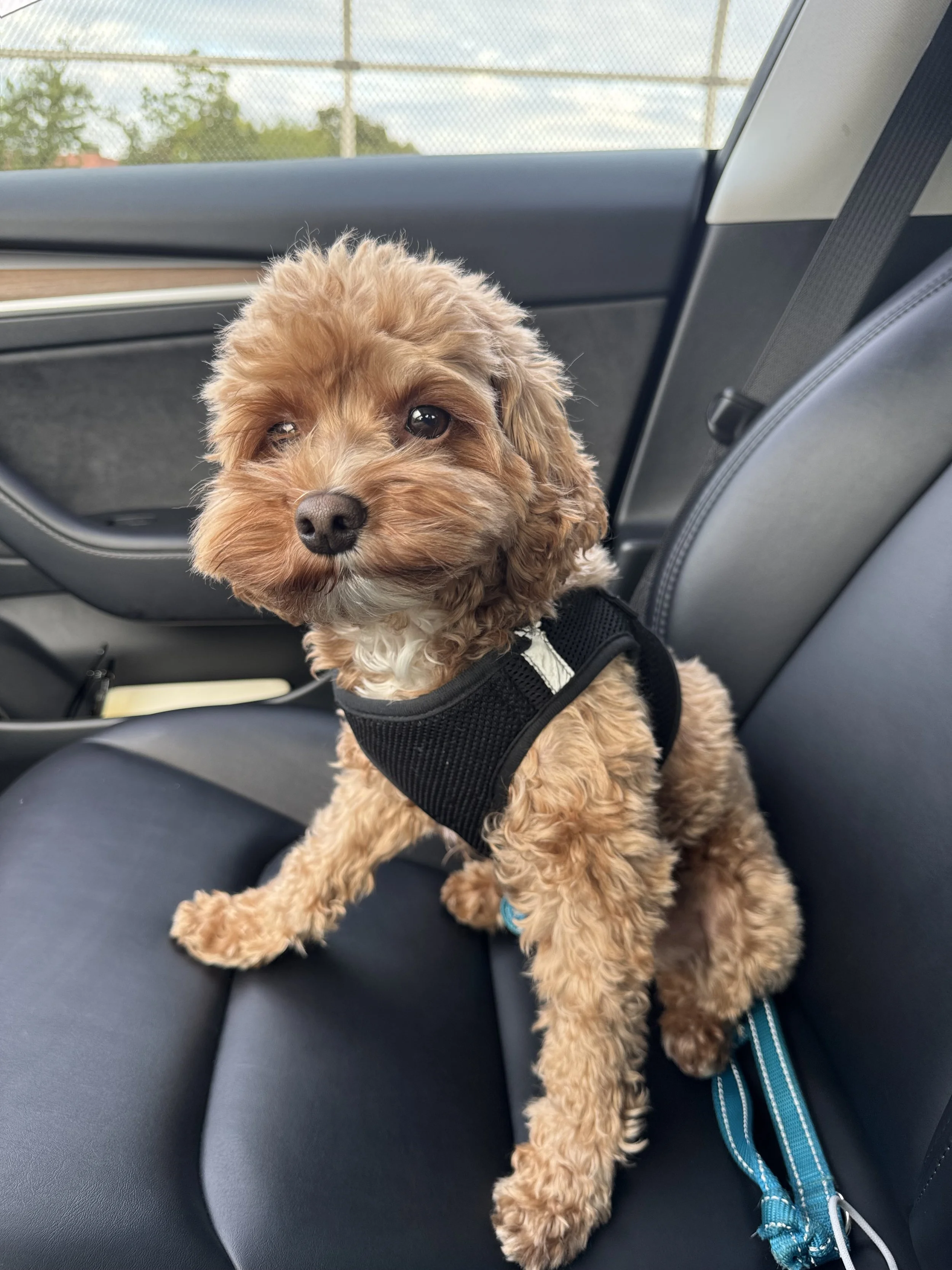 A cute, curly-haired puppy with brown fur and a white patch on its chest sitting in the backseat of a car, wearing a black harness.