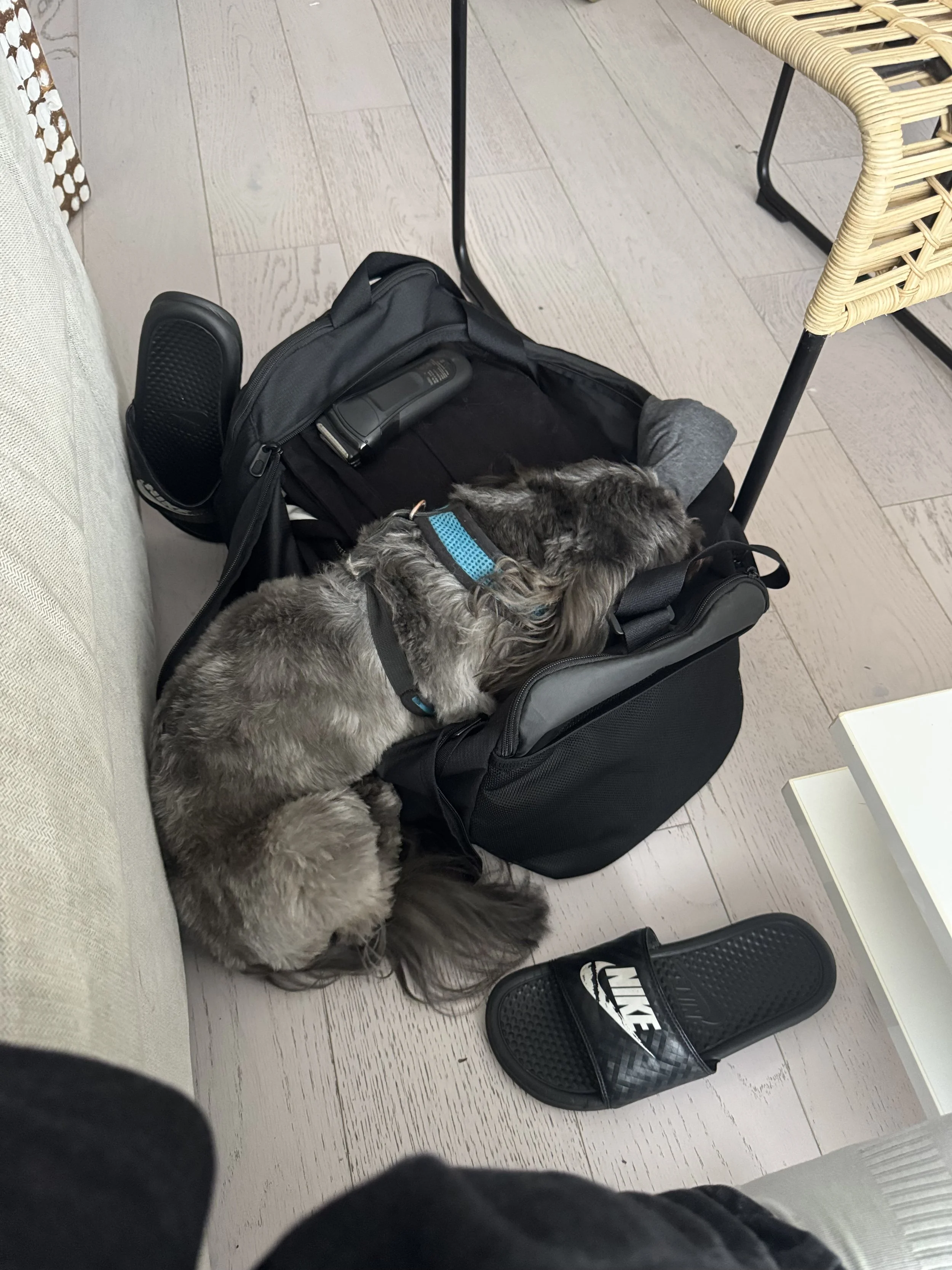 A small dog lying inside an open black backpack, resting its head on the bag's edge, next to a black Nike slide sandal on a light wooden floor. There is a woven chair and part of a white table in the background.