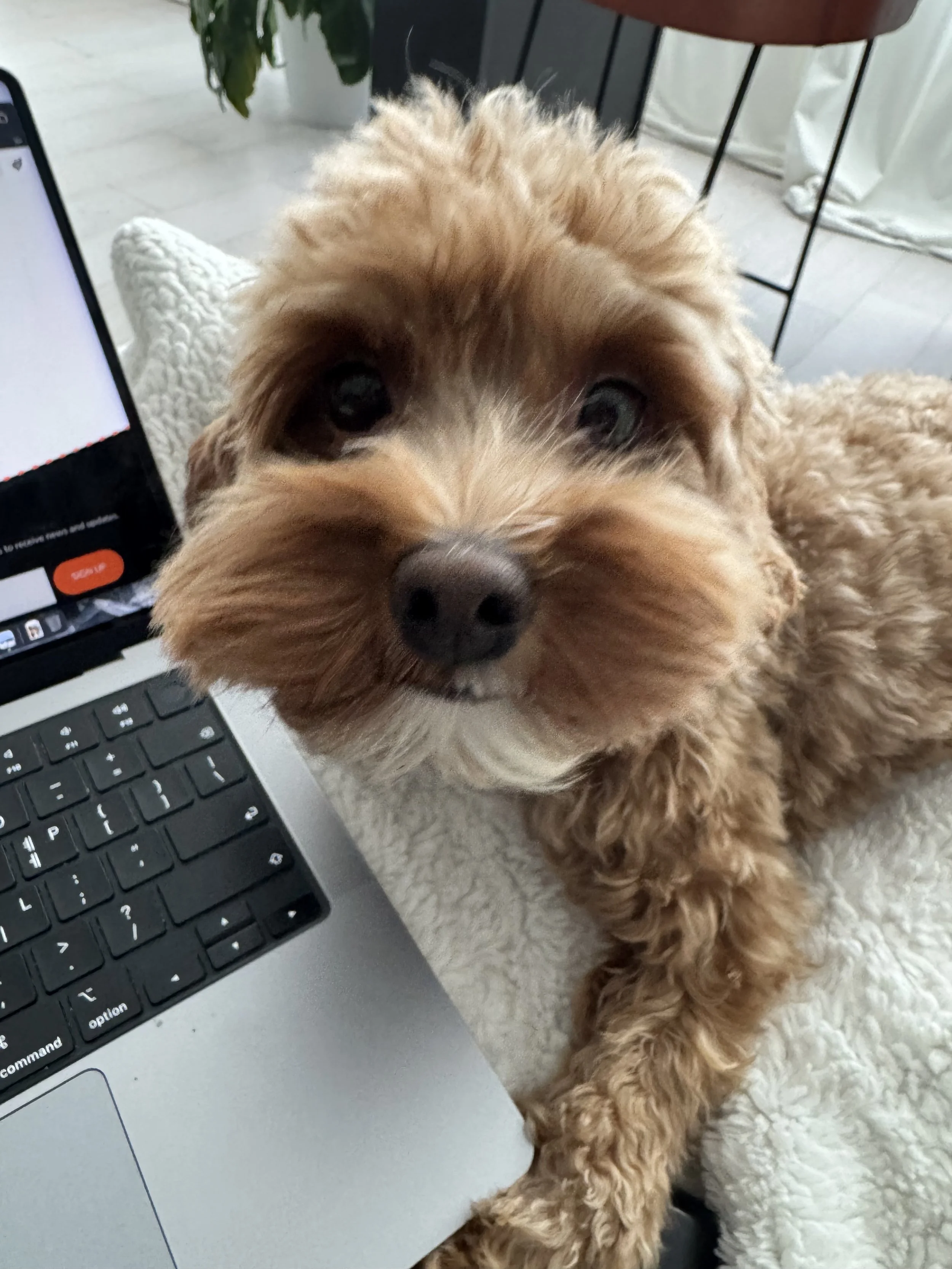 Close-up of a small, curly-haired dog with brown fur, sitting near a laptop on a cozy blanket.