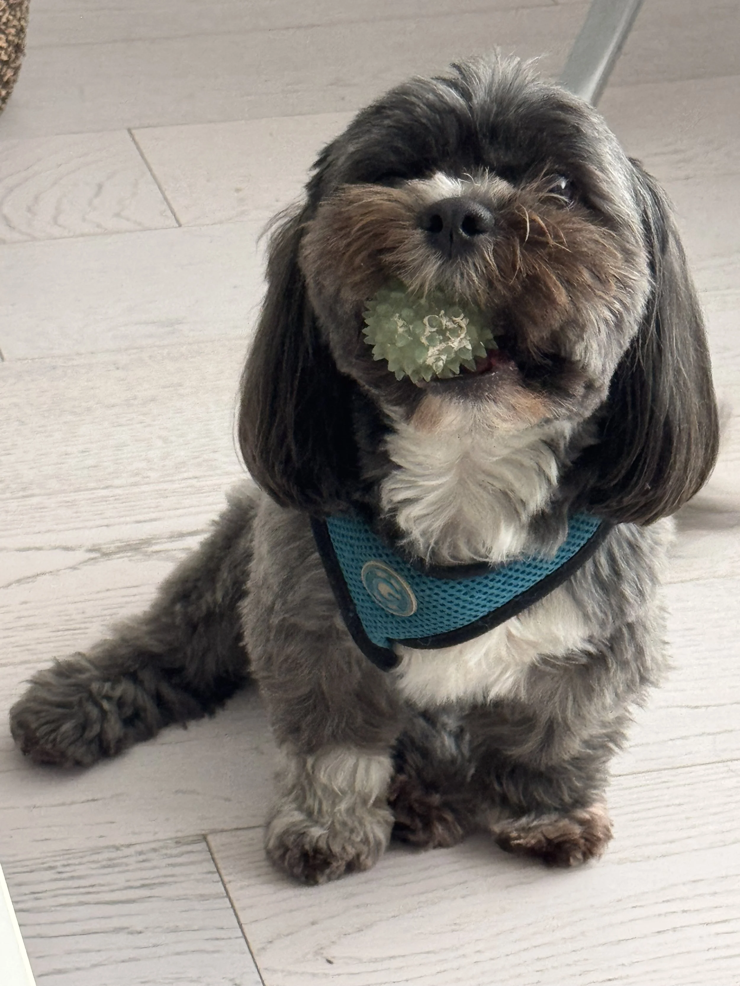 A small gray and brown dog with a black nose and ears, wearing a blue harness, sitting on a light-colored wooden floor with a plant leaf in its mouth.